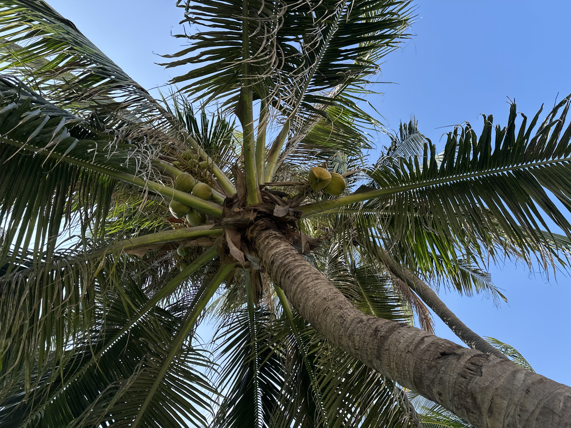 This is a low-angle shot of a coconut palm tree against a clear blue sky. The trunk of the tree is textured and curved, with several clusters of green coconuts visible amongst its fronds. The palm fronds are large and feathery, with some appearing dry and wispy. The image appears to be taken from a beach or coastal area, likely in Nha Trang, Vietnam, a city known for its beautiful beaches and coconut palm trees. No people are visible in the image.