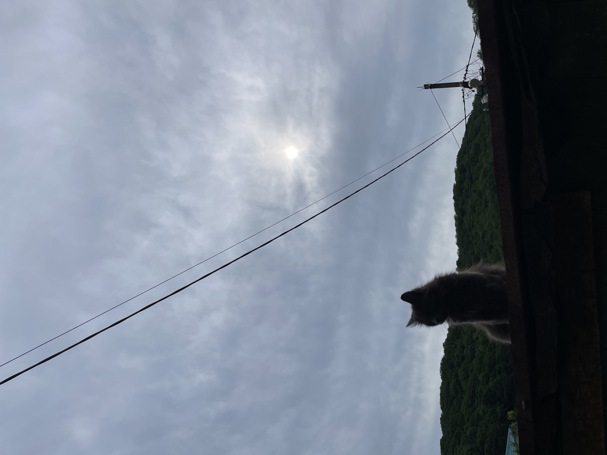 A low-angle shot captures a gray, long-haired cat on a wooden structure, possibly a roof, looking down. The background reveals a hillside covered in lush green vegetation. Power lines run diagonally across the cloudy sky, which features a sun obscured by clouds. In the distance, a utility pole with attached equipment is visible. The photograph appears to be taken in Olginka, Russia.