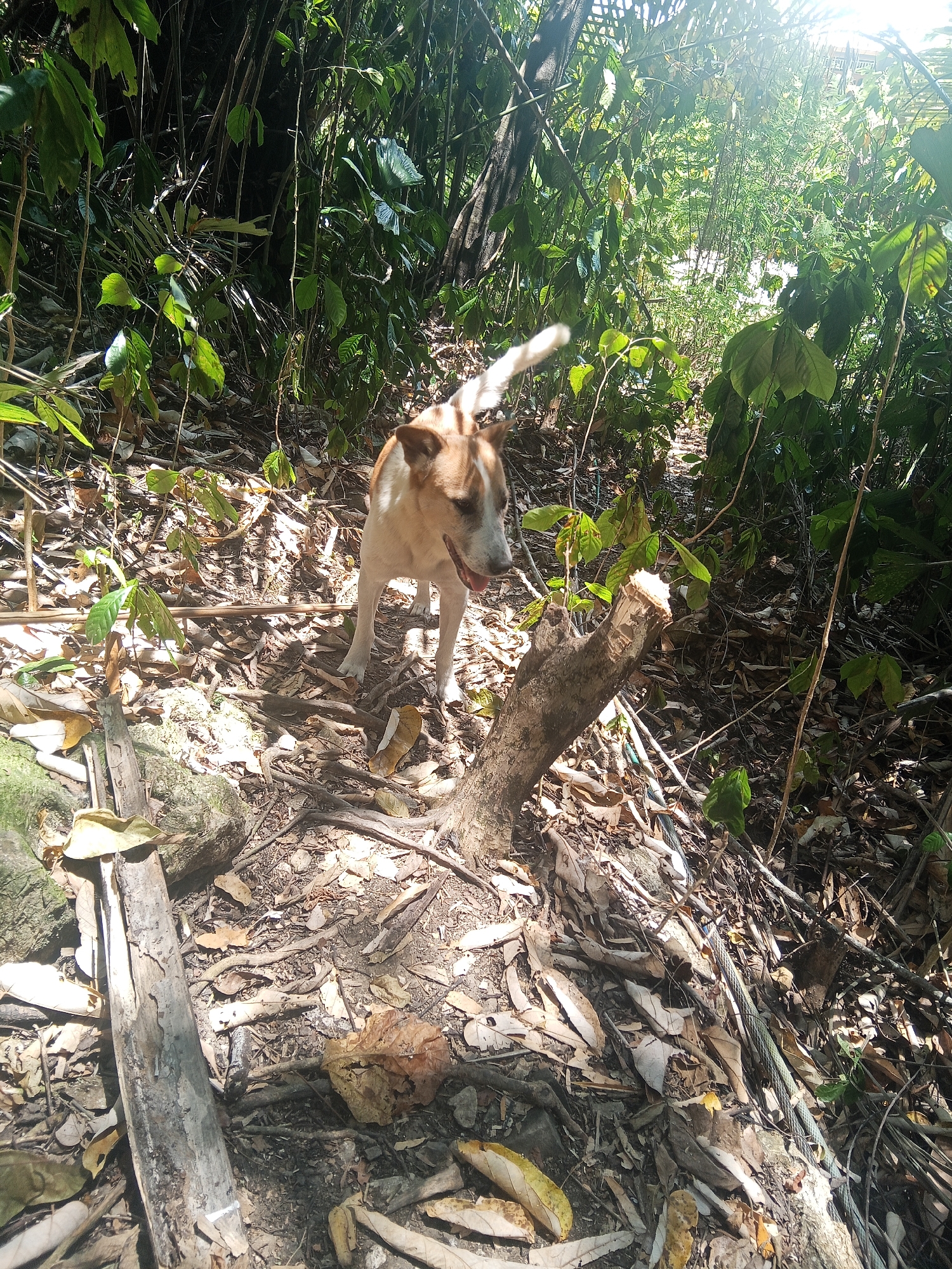 A medium-sized, short-haired dog with white and tan markings is standing on a leaf-covered path in a dense, sun-dappled jungle. The dog is facing to the right and slightly away from the camera, with its mouth open and tongue visible. Its tail is slightly raised. In the foreground, a broken tree stump with a jagged edge is visible. The ground is covered with dry leaves, twigs, and some rocks. The background consists of lush green foliage, with sunlight filtering through the trees, creating bright highlights and shadows. The scene appears to be located in a natural, outdoor environment, likely a forest or jungle path. The location is specified as Makale, Indonesia.