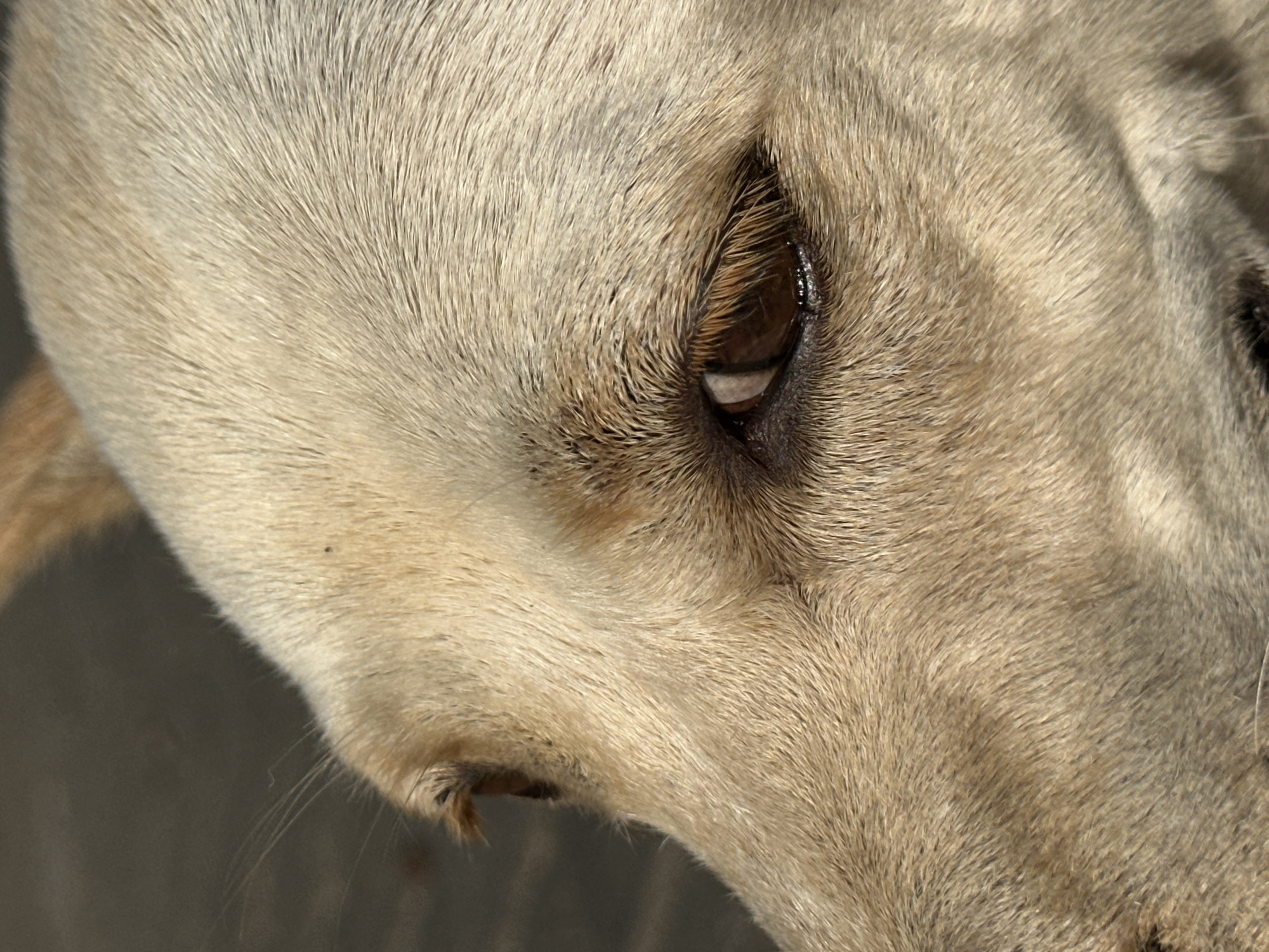 The image is a close-up, side profile of a dog's face, focusing on its eye. The dog appears to have light brown or tan fur, with some darker fur around its eye and muzzle. The eye itself is dark brown and appears wet, reflecting some light. The background is out of focus and shows a dark, textured surface, possibly a wooden deck or pavement, with a hint of a lighter area in the upper left corner. There is no indication of the city of Kuta Selatan, Indonesia in the image.