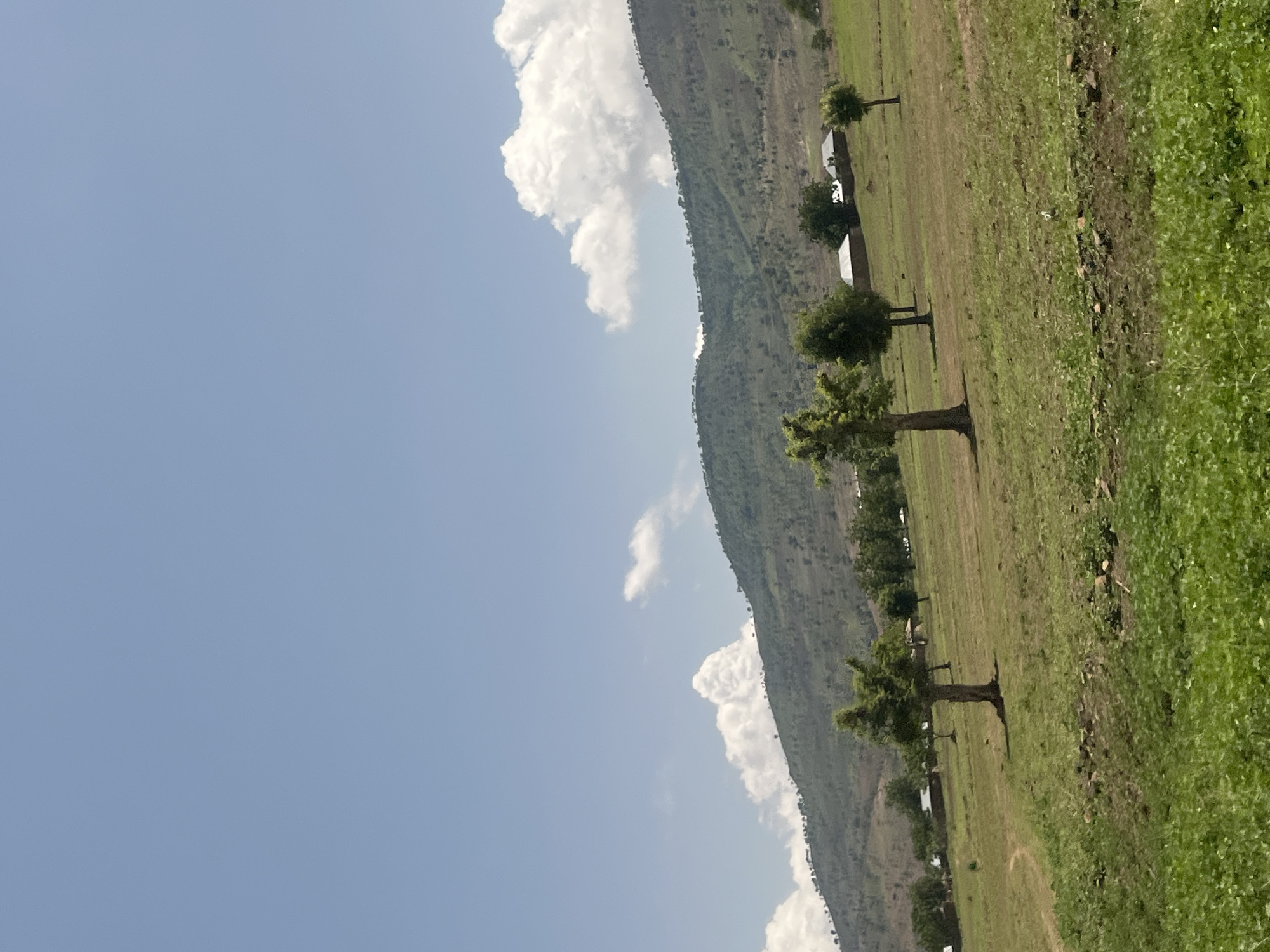 This image captures a rural landscape under a clear blue sky with scattered white cumulus clouds, particularly concentrated towards the right. A range of green, undulating hills, sparsely covered with trees and vegetation, dominates the mid-ground. At the base of these hills, several modest, single-story structures with light-colored roofs are visible, interspersed among trees. The foreground consists of an expansive, gently sloping grassy field with patches of greener and drier vegetation. Multiple deciduous trees with green canopies and visible trunks are scattered across this field. A faint dirt path is discernible in the left mid-ground. A small white bird stands in the grass in the mid-ground, near the center. The scene is illuminated by bright daylight. This landscape is located in Balanga, Nigeria.