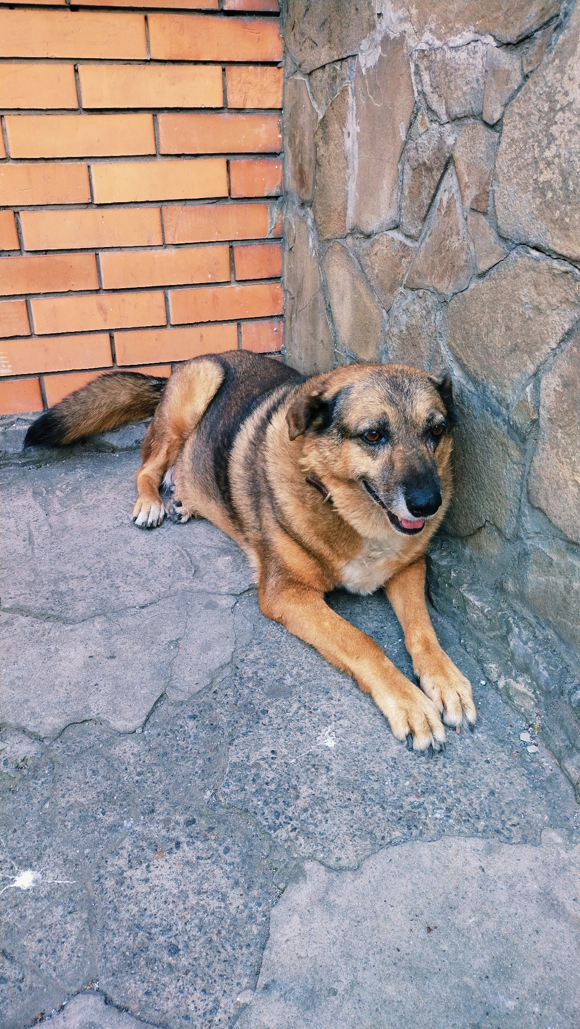 A medium-sized dog with brown and black fur is lying on a cracked concrete surface next to a stone wall and a brick wall. The dog is looking towards the right with its mouth slightly open and tongue visible. Its tail is curled over its back. The environment appears to be an outdoor setting, possibly a courtyard or alleyway, in Horishni Plavni, Ukraine. The lighting suggests it is daytime.