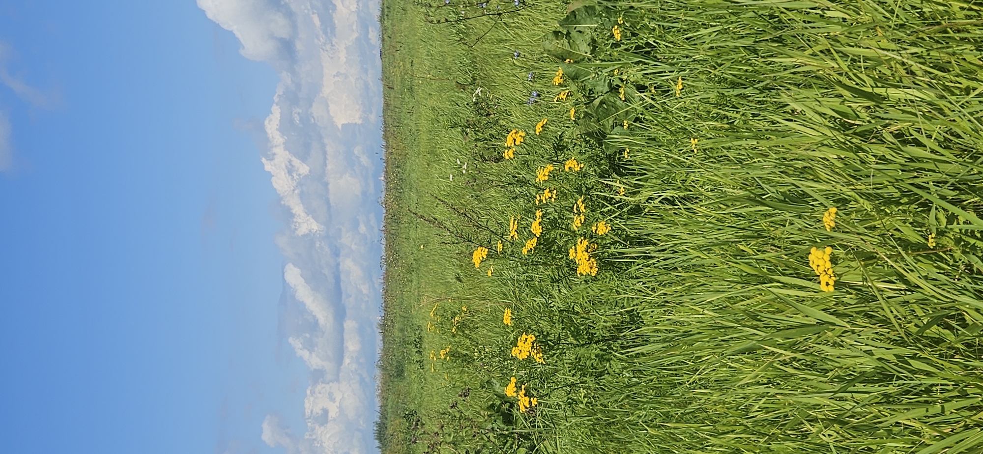 This is a full, vertical shot of a grassy field with yellow flowers under a bright blue sky with scattered white clouds. The foreground is dominated by tall, green grass, interspersed with clusters of bright yellow flowers. In the midground, the grass continues, with more yellow flowers and a few taller plants and darker vegetation. The horizon line is indistinct, suggesting a vast, open landscape. The background consists of a wide expanse of blue sky with fluffy white clouds, some of which are elongated and wispy, while others are more rounded and voluminous. The scene depicts a natural, outdoor environment, likely a meadow or field, with no human presence or man-made structures visible. The lighting suggests it is daytime, likely midday or early afternoon, given the brightness of the sky and the shadows cast by the vegetation.