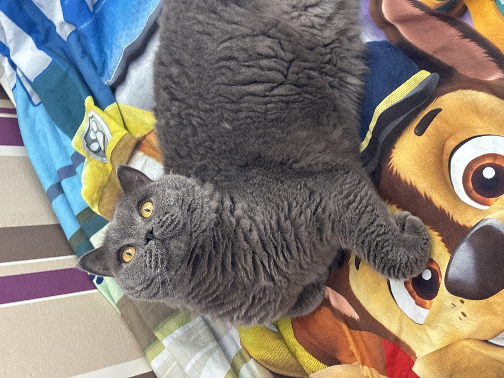 A gray British Shorthair cat with golden eyes lies on a colorful bedspread. The bedspread features cartoon characters, including a Paw Patrol dog. The background includes a wall with horizontal stripes. The location is not discernible from the image.