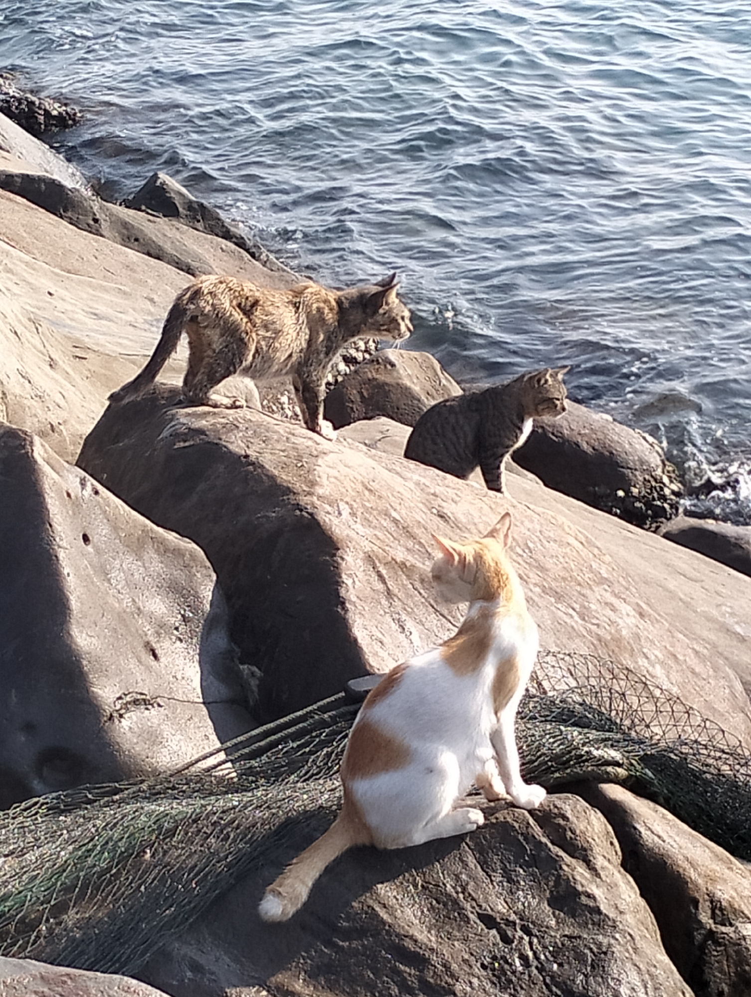 The image displays three cats resting on a rocky shoreline by the sea in Lhokseumawe, Indonesia, under bright daylight. In the foreground, an orange and white cat sits on a large, sunlit rock, facing away from the camera and looking towards the water. Behind it, on a slightly higher rock, a brown tabby cat is crouched, also intently gazing out at the calm, rippling sea. Further back and to the left, a third cat with mottled brown and ginger fur stands on a rock, seemingly observing the water's edge or navigating the terrain.
The cats are positioned on a collection of large, irregularly shaped rocks that form a natural or man-made barrier along the coastline. The water is visible in the background, exhibiting gentle waves and reflections of the bright sunlight. Portions of a green, tangled fishing net are draped over some of the rocks in the foreground and midground, indicating human activity related to fishing in the area. The scene depicts a sunny day with clear weather, likely morning or early afternoon, given the strong illumination and shadows. The cats appear alert and accustomed to their coastal environment, possibly looking for food or simply enjoying the sun. There is no visible text in the image.