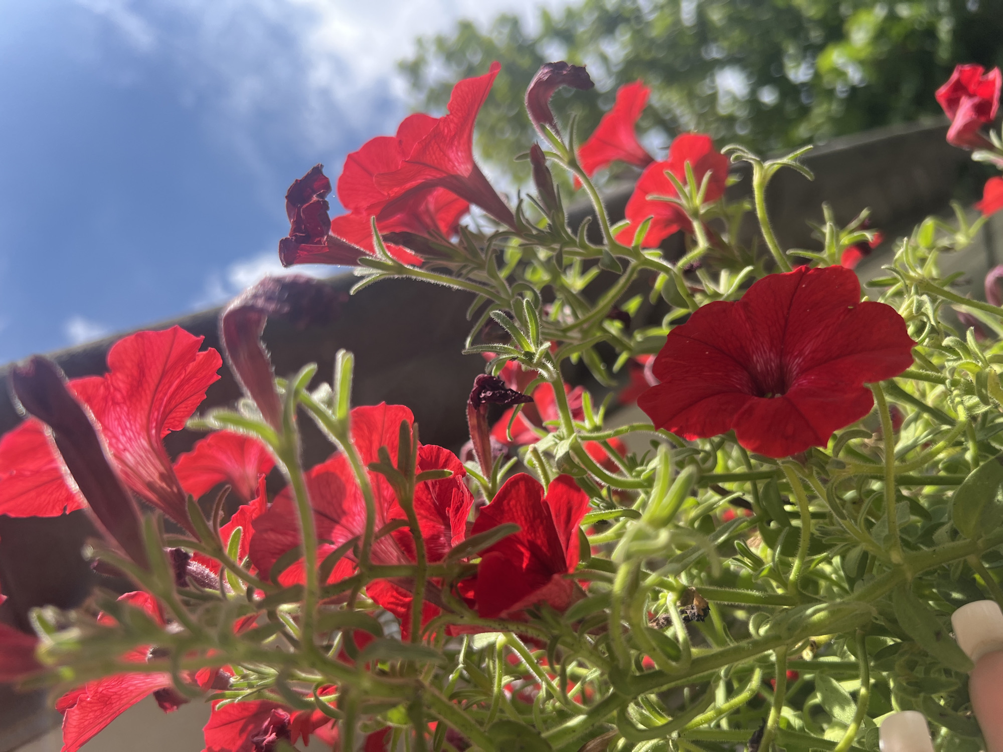 A low-angle, close-up shot captures a cluster of vibrant red petunias against a bright blue sky with scattered white clouds. The flowers, with their trumpet-shaped petals and fuzzy green stems, are the primary focus, some in sharp detail while others are softly blurred. Sunlight illuminates the delicate veins of the petals, and a few dried or wilting blossoms add texture to the arrangement. In the upper right corner, the soft green blur of distant foliage suggests an outdoor setting, possibly a balcony or garden. The scene is devoid of people, animals, or urban structures, emphasizing the natural beauty of the flowers and the expansive sky.