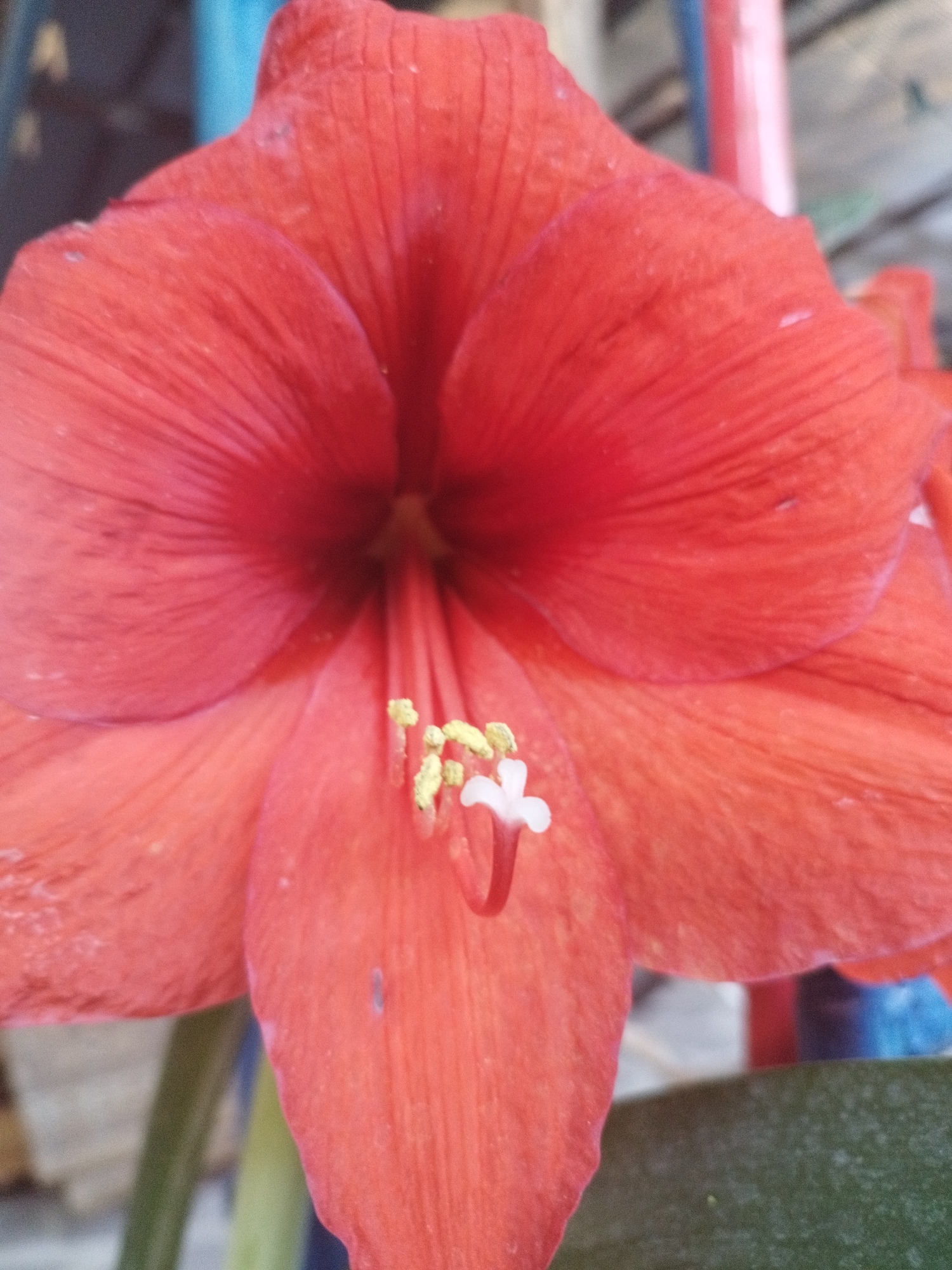 This is a close-up, eye-level, medium shot of a vibrant red flower, likely an amaryllis, with a shallow depth of field. The flower dominates the frame, its large petals unfurling inwards towards the center. The texture of the petals is visible, showing fine lines and a slightly velvety appearance. In the center of the flower, the stamen and pistil are visible. The stamen have small, yellow anthers, and the pistil is white and appears slightly fuzzy. The background is blurred, with hints of vertical structures in shades of blue, red, and grey, possibly a fence or supports, and a glimpse of greenery at the bottom. The lighting suggests it is daytime, and the overall mood is peaceful and natural, focusing solely on the beauty of the bloom. There is no visible text in the image.