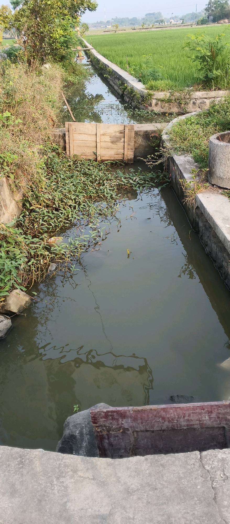 This is an eye-level, medium shot of an irrigation canal in Japanan, Indonesia. The canal is lined with concrete walls and filled with murky water. Aquatic plants grow abundantly in the canal, particularly in the foreground. A wooden sluice gate is visible in the mid-ground, designed to control the water flow. Beyond the canal, lush green rice paddies stretch into the distance under a hazy sky. The overall scene depicts a rural agricultural landscape.
