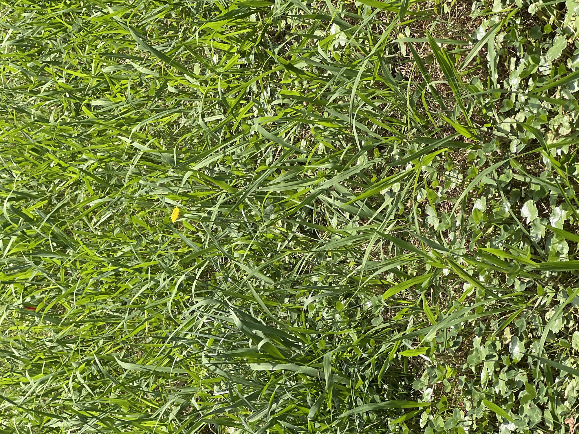 The image shows a close-up, eye-level view of a patch of grass in Batumi, Georgia. The grass is predominantly a bright green color, with some areas appearing lighter due to sunlight. Scattered throughout the grass are small, low-lying green plants, possibly clover, with heart-shaped leaves. In the center of the frame, a single yellow dandelion is visible, standing out against the green foliage. The ground beneath the grass is mostly obscured, but hints of dry brown earth are visible in some areas. The lighting suggests it is daytime, with bright sunlight casting some shadows. There are no people or animals present in the scene. The image appears to have been taken outdoors, likely in a park or garden, given the natural growth and the presence of a wild flower.