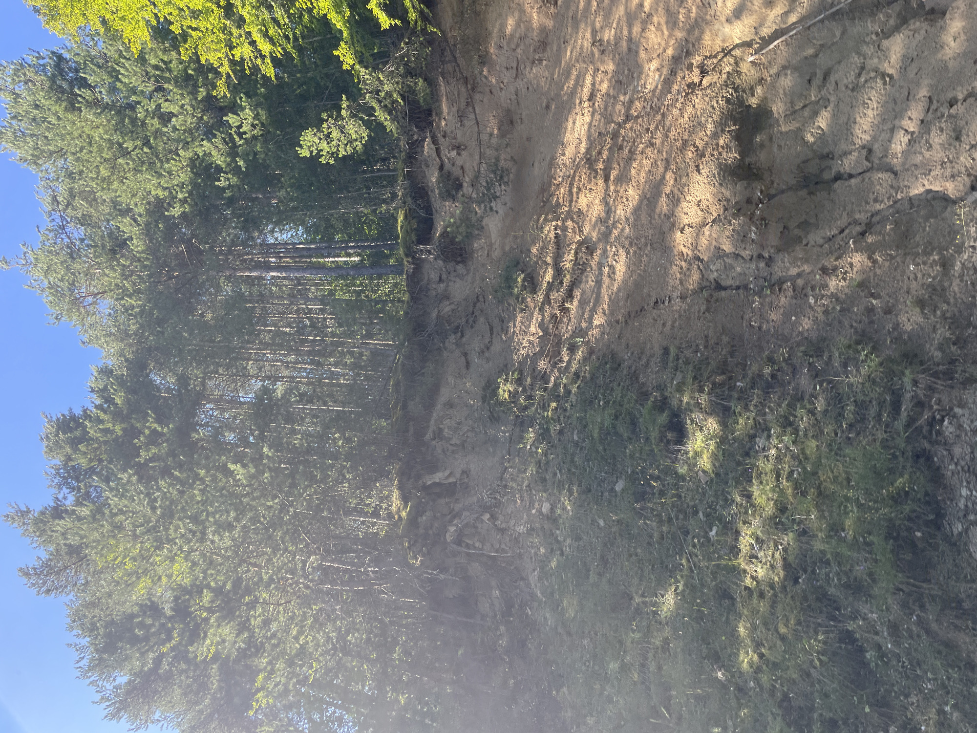 The image captures a steep, eroded embankment situated beneath a dense forest of tall pine trees. The embankment is composed of light brown soil, exhibiting visible signs of erosion with exposed roots and debris. Patches of green vegetation, including moss and grass, cling to the lower and upper sections of the slope. Sunlight casts dappled shadows across the scene, illuminating the texture of the soil and the foliage. The clear blue sky is visible at the top of the frame. There are no people or animals present in the image. This location is identified as Davidkovo, Bulgaria.