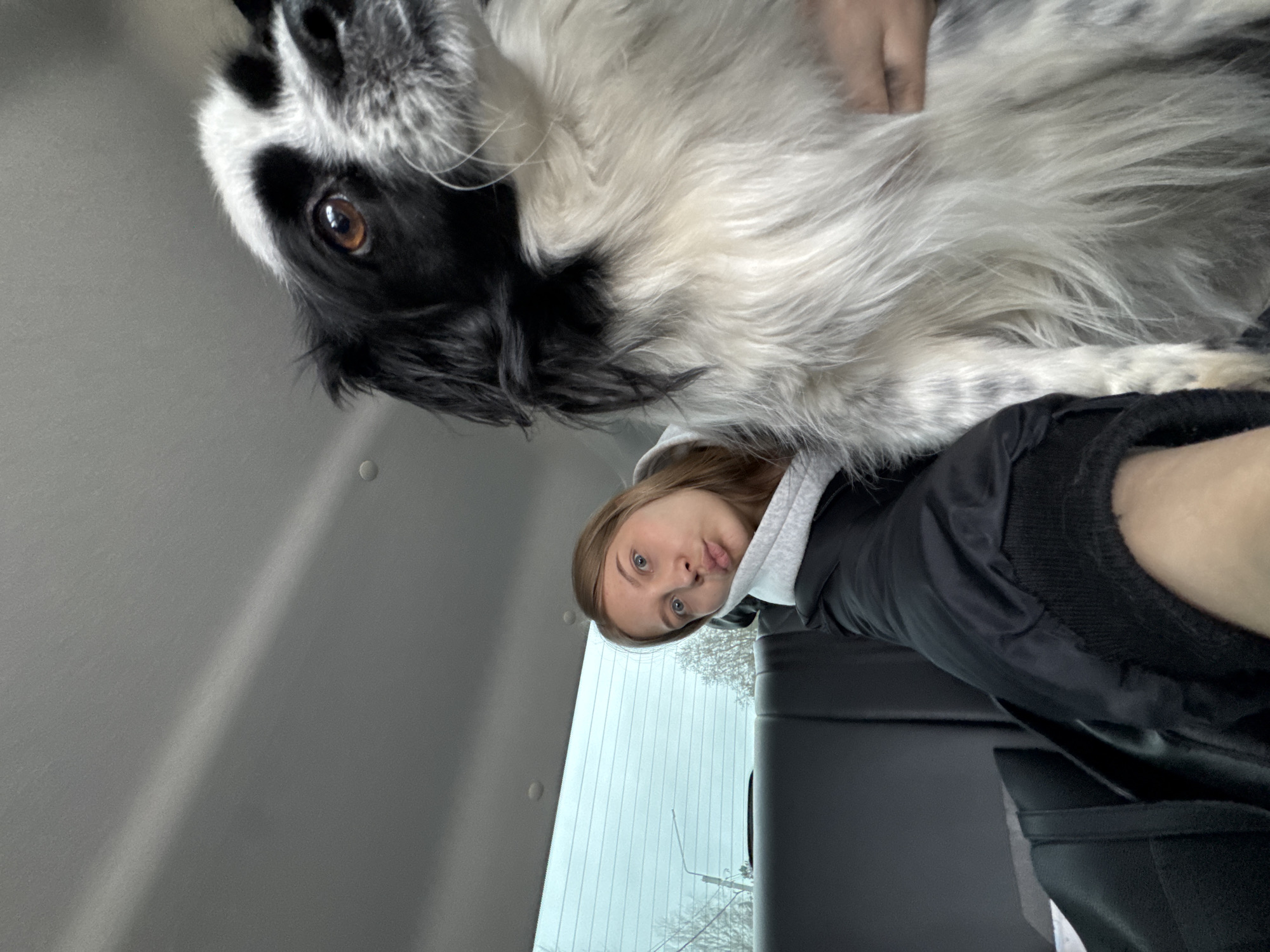 The image captures a playful moment between a young person and a dog inside a car, rotated 90 degrees clockwise from standard orientation.
In the upper left quadrant of the rotated image, the head of a black and white, long-haired dog is visible, appearing upside down. The dog has expressive dark brown eyes and shaggy fur. A hand, likely belonging to the person, can be seen gently petting the dog's fur in the upper central area.
The young person, a woman, is positioned in the lower right half of the frame, also appearing sideways. She has light brown hair, blue eyes, and is making a "duck face" expression, looking towards the left. She is wearing a black puffer jacket over a grey hooded sweatshirt.
The setting is the interior of a vehicle, possibly from the perspective of someone in the back seat or cargo area looking forward and slightly up. The car's gray interior ceiling and panels occupy the left side of the image. The car's rear window is visible on the right side, through which an overcast sky and barren trees or bushes can be discerned, indicating a cold, possibly winter or early spring day.
The image conveys a casual and affectionate interaction between the person and the dog. No visible text is present in the image. The location context is Chaikovsky, Russia.