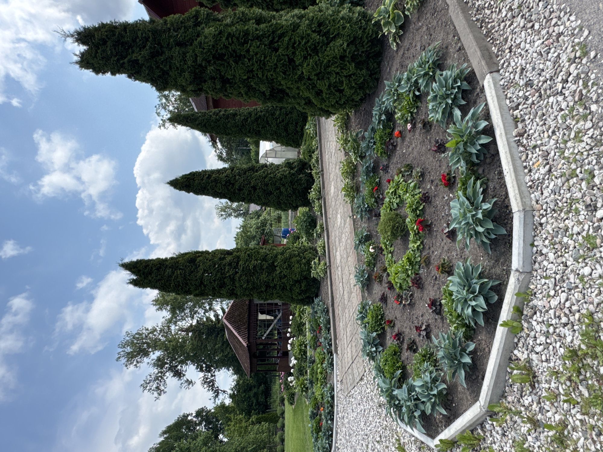 The image depicts a well-maintained garden area with a variety of plants, trees, and a gazebo. The foreground features a circular flower bed filled with hosta plants and smaller red flowers, bordered by gravel and a concrete curb. Behind this flower bed is a paved walkway. In the middle ground, a rustic wooden gazebo with a dark roof stands among lush green trees. Several tall, slender evergreen trees are prominently placed throughout the garden. The background shows more trees, a greenhouse, and a red-bricked building. The sky is blue with scattered white clouds. The scene suggests a peaceful, outdoor setting, likely a park or a private garden in Chudovo, Russia, given the prompt's context. There are no people visible in the image.