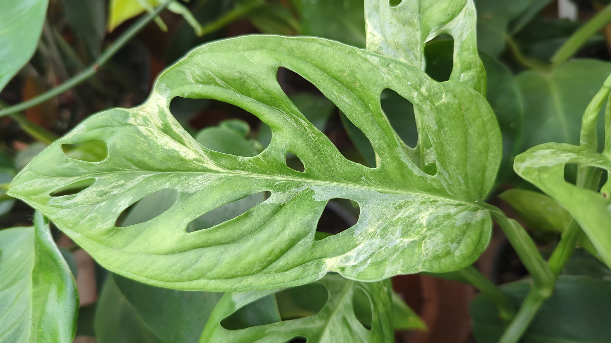 A close-up, top-down, eye-level shot focuses on a variegated Monstera Adansonii leaf with holes, exhibiting patches of creamy white and light green against a darker green background. The leaf has a prominent central vein and irregular, rounded holes throughout. The background is blurred, showing more green foliage and hints of brown pots. The image was captured in Laval, Canada, in a setting that appears to be an indoor plant collection or greenhouse.