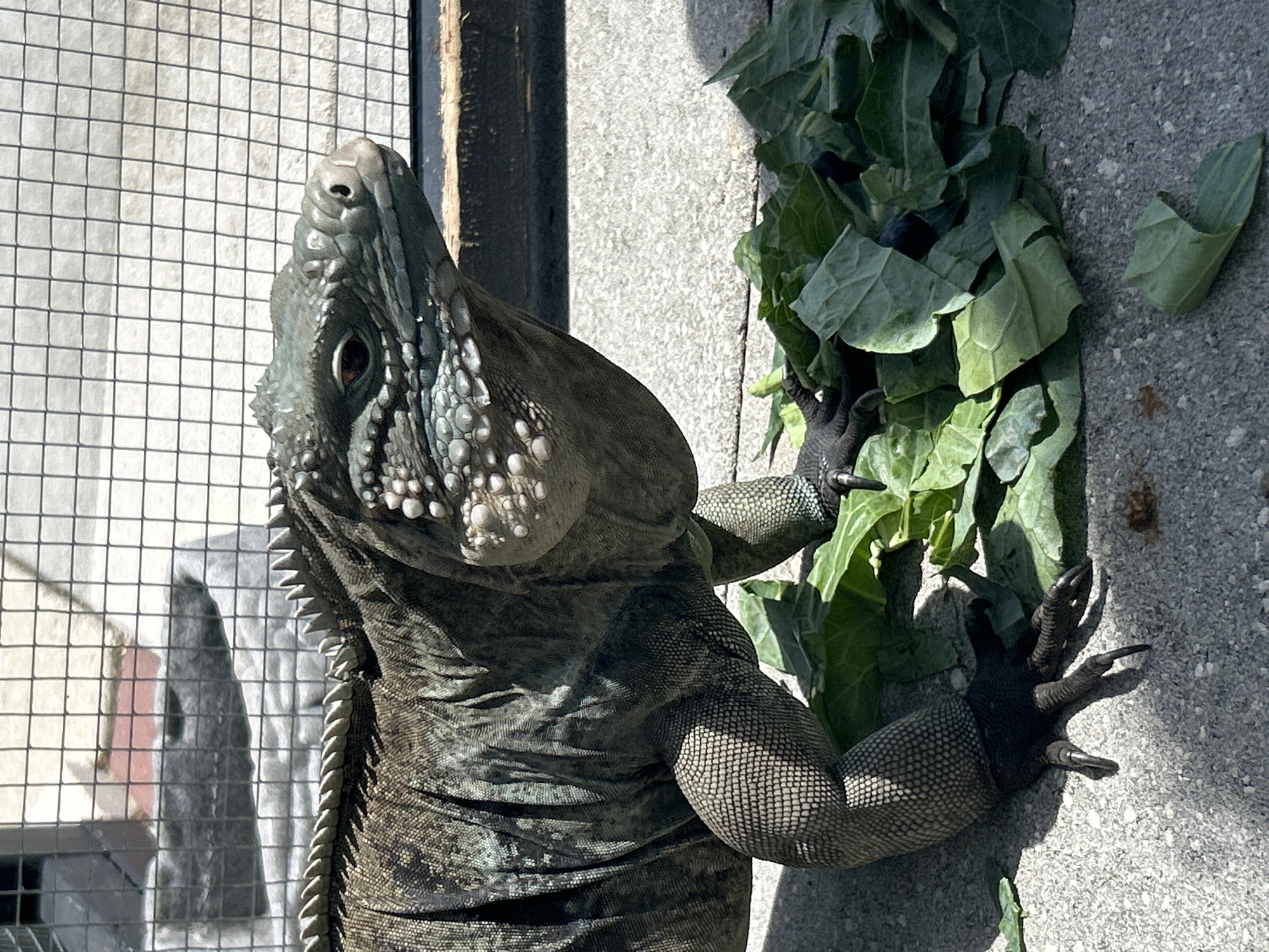 A close-up, eye-level shot captures a large, green-grey iguana standing on a concrete surface in Cape Coral, Florida, USA. The iguana, facing right, has a textured, scaly body and a pronounced crest along its spine. Its head is raised, and its eyes are visible. In front of the iguana, a pile of chopped green leafy vegetables is scattered. The background features a chain-link fence, with hints of grey structures and a reddish element visible through the mesh. Sunlight casts shadows on the concrete.