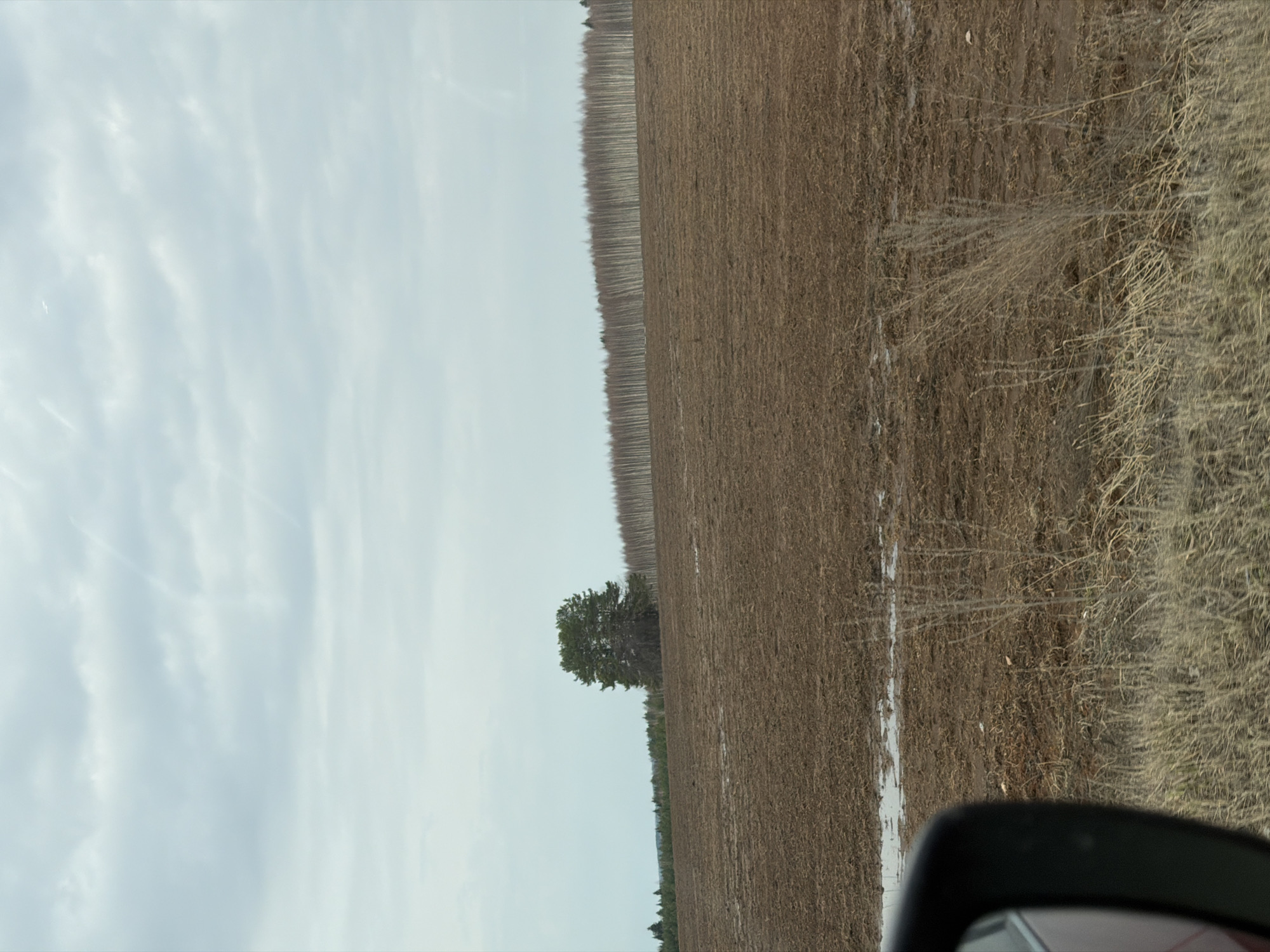 The image shows a rural scene with a field in the foreground. The field appears to be plowed or harvested, with brown soil visible. A line of trees borders the field on the left side of the image. A single, larger tree stands near the middle of the field. The sky is overcast with light gray clouds. In the lower right corner, part of a vehicle's side mirror is visible. The location is unknown, and there are no people visible in the image.