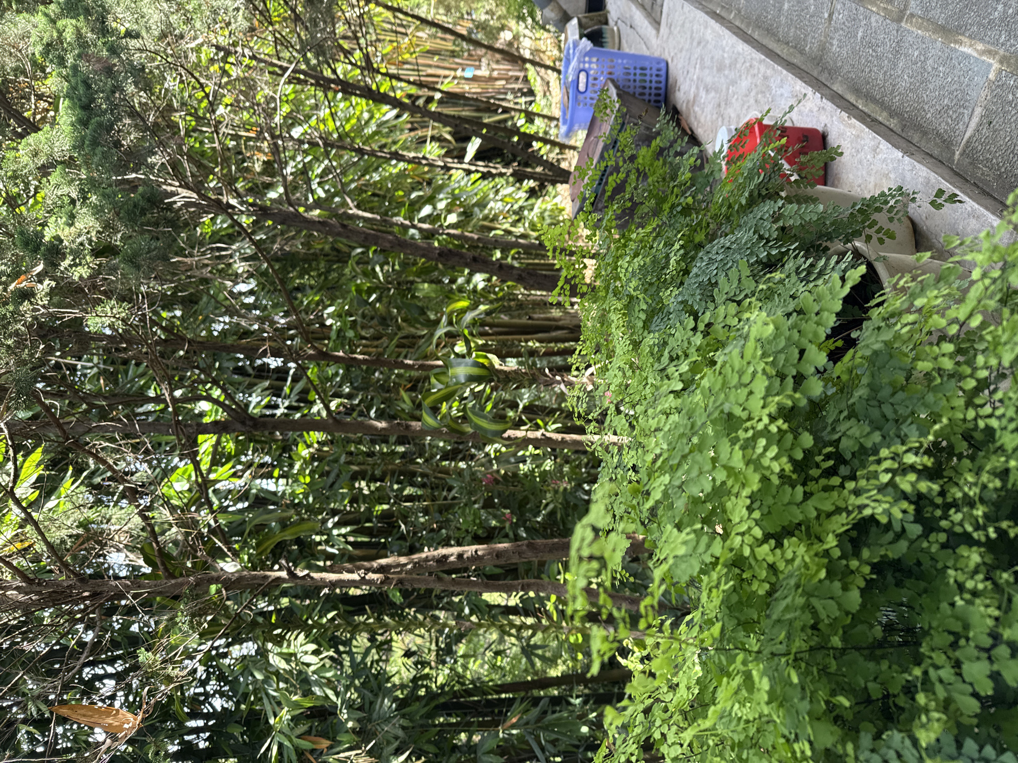 This is a photograph of a lush, green garden pathway with several potted plants in the foreground. The plants are leafy and verdant, with delicate fronds cascading over the edges of their containers. Behind the potted plants, there is a dense growth of trees and foliage, creating a natural, jungle-like backdrop. Sunlight filters through the leaves, casting dappled shadows on the scene. To the right of the potted plants, a concrete pathway is visible, leading further into the garden. Several gardening tools and containers, including a blue plastic basket and a red plastic bucket, are placed on a stone ledge alongside the pathway. This scene appears to be located in a residential area or a botanical garden within the city of Da Lat, Vietnam, known for its temperate climate and abundant greenery.