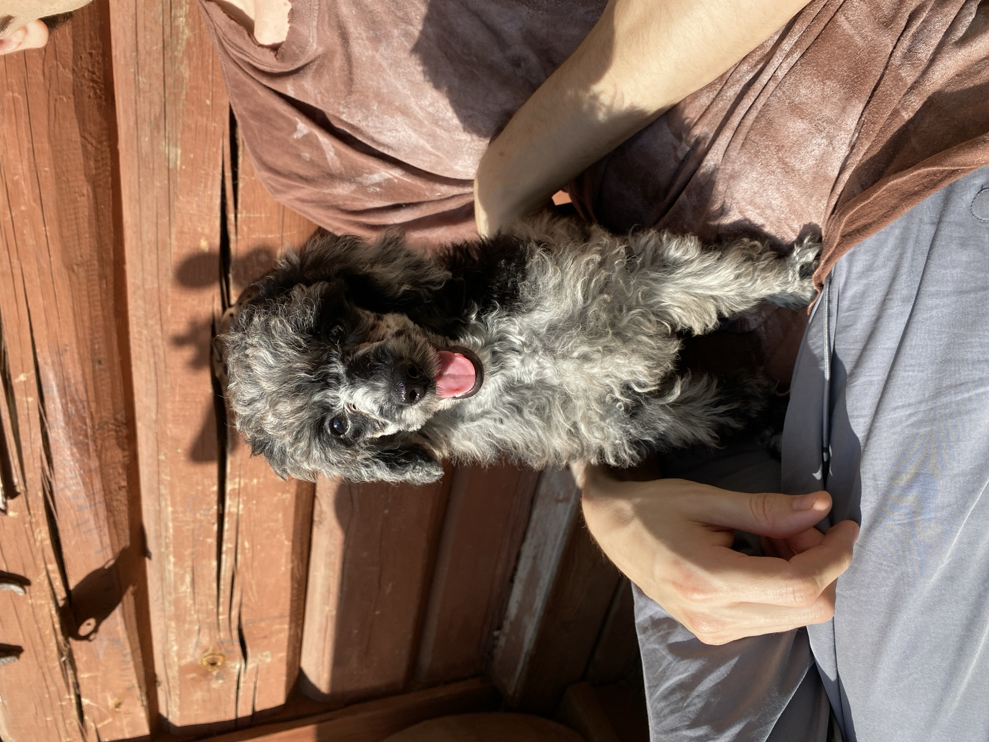 A miniature poodle puppy is being held by a person on a wooden bench outdoors. The puppy has grey and black curly fur and is looking at the camera with its tongue slightly out. The person is wearing a brown shirt and grey pants. The background consists of a wooden wall with horizontal planks. The scene appears to be in Voeikovo, Russia, given the presence of a wooden structure that resembles typical dacha architecture. The lighting suggests it is daytime, with strong sunlight casting shadows.