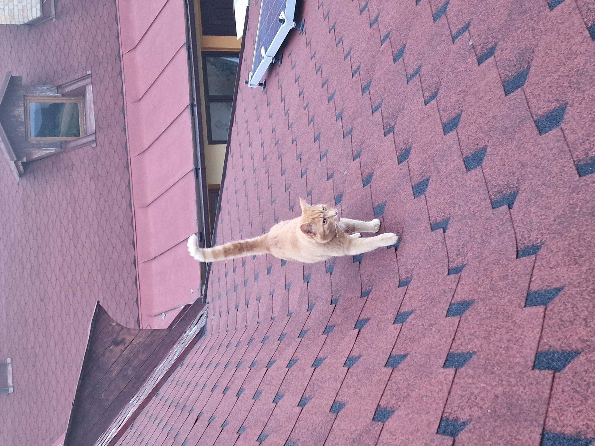 An orange cat walks across a red asphalt shingle roof. The cat is in the center of the frame, facing right and looking slightly down. Its tail is held high and curved. The roof is angled and covered in dark red shingles with black cutouts. In the background, there is a dormer window with a wooden frame and glass, a chimney, and a section of a red metal roof. Part of a solar panel is visible on the right side of the frame. The scene is outdoors, under an overcast sky.