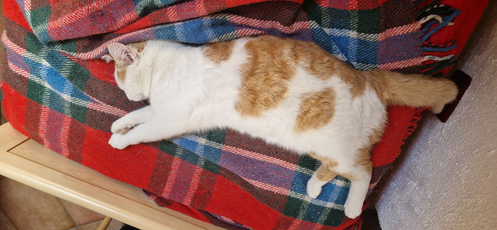 In Brusson, Italy, a white and orange cat is captured in a state of deep sleep, draped across a red, blue, and green plaid blanket. The cat is lying on its back with its paws extended upwards, seemingly in a relaxed and peaceful slumber. Its fur is a mix of white and patches of warm orange, forming a natural, heart-like pattern on its body. The blanket itself is folded and draped around the cat, with tassels visible at the edges. The background suggests an indoor setting, possibly a cozy corner of a home, with hints of wooden furniture and flooring. The lighting is soft, contributing to the tranquil atmosphere of the scene.