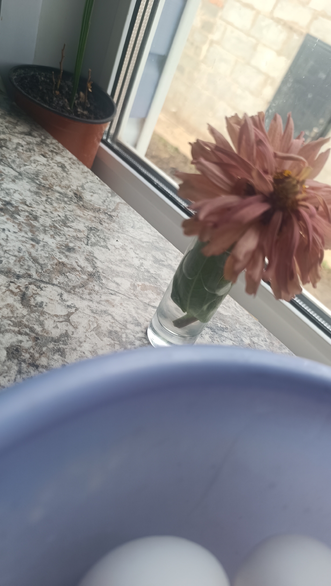 The image depicts a close-up view of a wilting, pale pink dahlia flower in a clear glass vase, placed on a speckled countertop. The vase contains water and green leaves. Behind the vase, a small potted plant with dry stems and soil sits on the same countertop, near a window. The window offers a blurred view of a brick wall and a gray sky. In the foreground, a portion of a light purple bowl is visible, containing two white eggs. The scene appears to be indoors, likely a domestic setting. There is no indication of the location being Karsha, Russia.