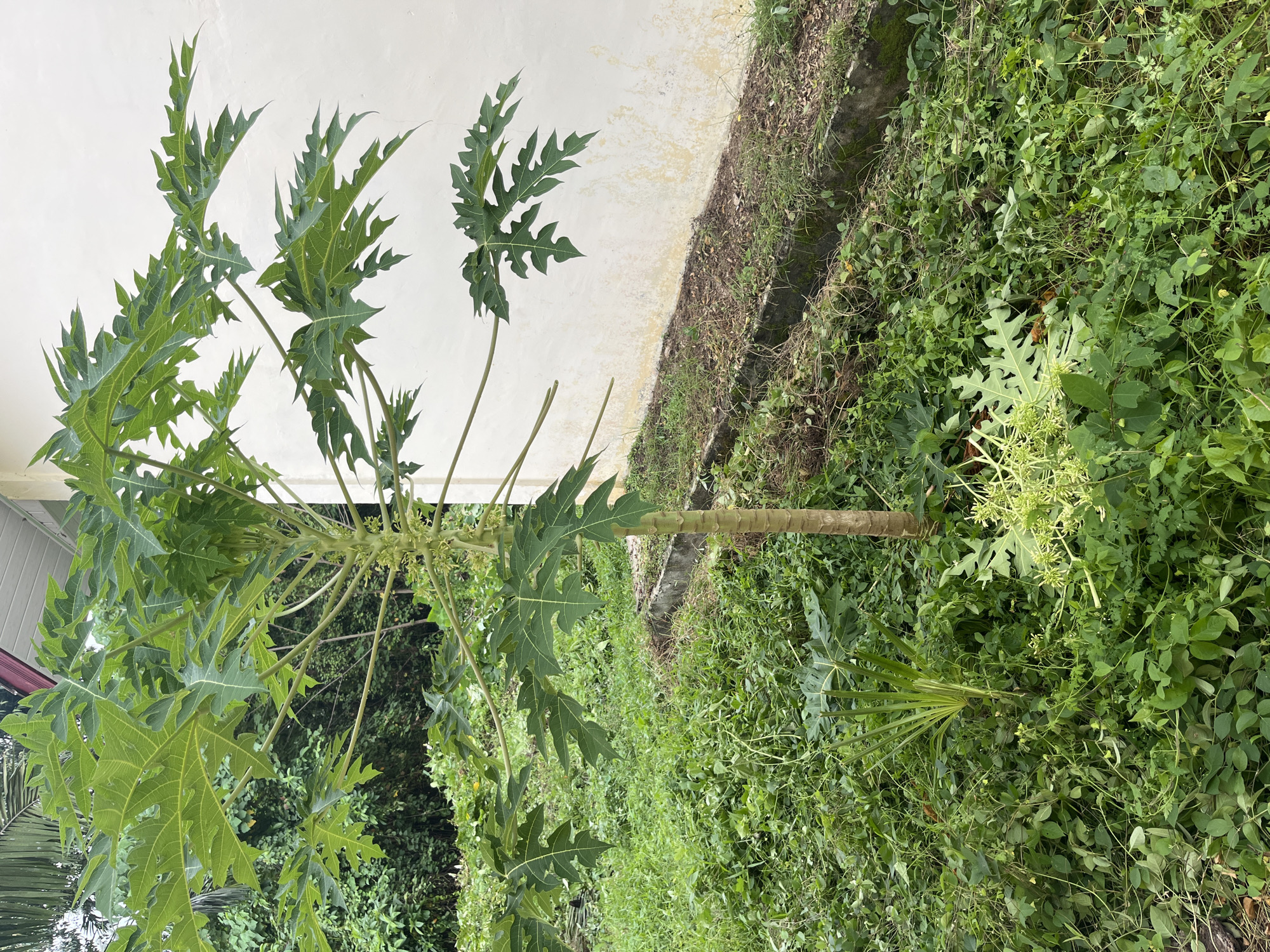 In the city of Buketguru, Indonesia, a young papaya tree stands prominently in a patch of overgrown grass, its large, deeply lobed leaves a vibrant green. The tree's thin, light brown trunk is visible, rising from the dense vegetation. To the right of the papaya tree, a pale yellow wall, likely part of a building, forms the backdrop, showing some signs of age with faint discoloration. In front of the wall, a narrow, concrete-lined drainage ditch runs horizontally, filled with soil and sparse vegetation. The surrounding ground is a thick carpet of various green plants, some appearing to be recently cut. The overall environment suggests a slightly neglected but natural outdoor setting. There are no people or animals visible in the image.