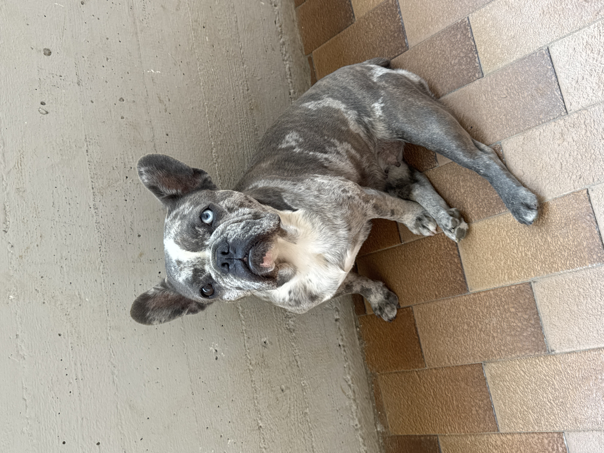 A French Bulldog with merle coloring and heterochromia (one blue eye, one brown eye) sits on a tiled floor in front of a textured concrete wall. The dog is positioned in the center of the frame, looking upwards and slightly to its left. The floor is composed of rectangular tiles in varying shades of brown and beige. The wall behind the dog is a neutral, rough-textured gray. The scene appears to be outdoors, possibly a patio or balcony. The specific location within San Benedetto del Tronto, Italy, cannot be determined from the visual information provided.