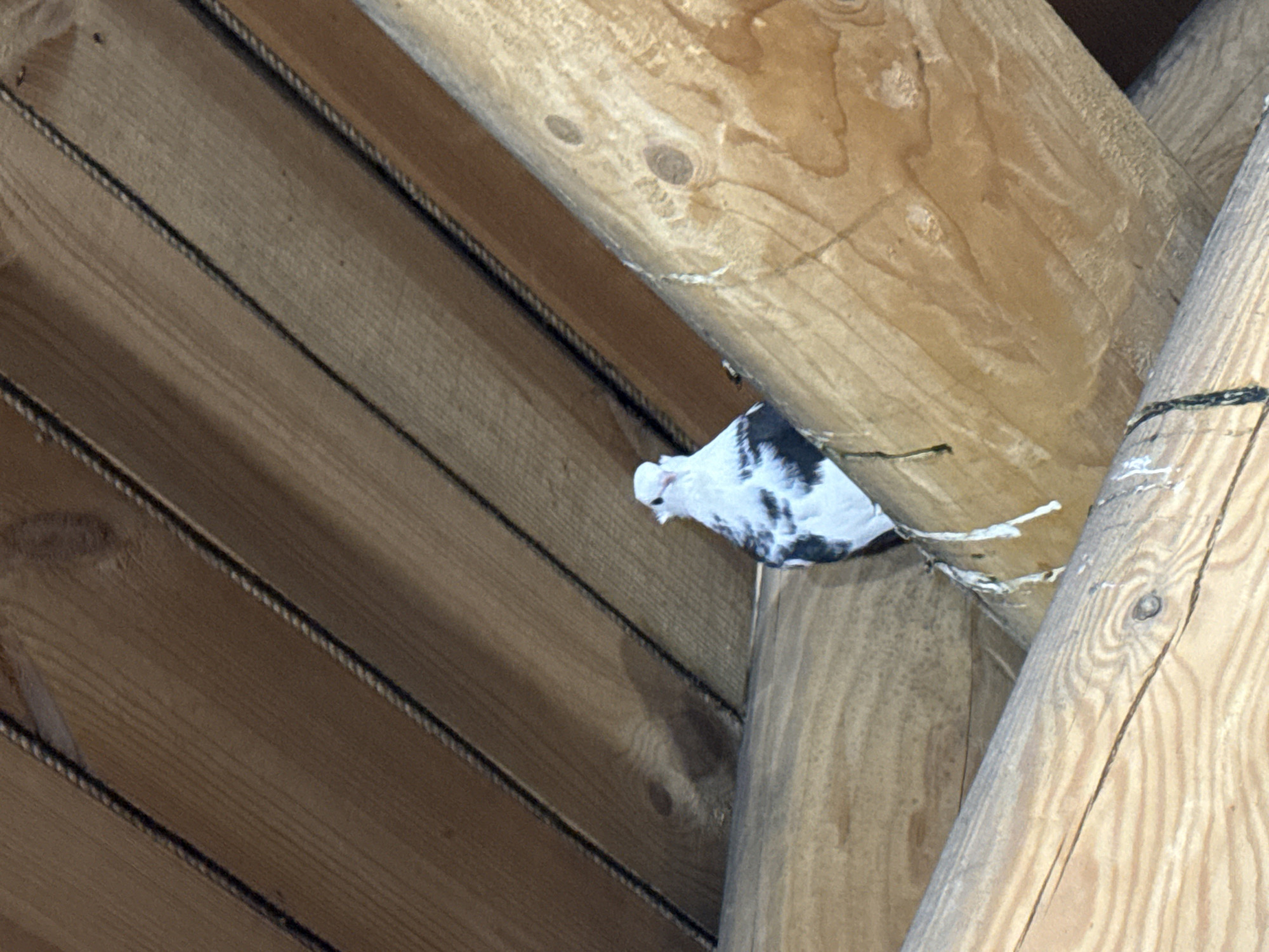 An indoor scene showcases a mottled black and white pigeon peeking from a narrow gap between two large, light-colored wooden logs. The pigeon's head and upper body are visible, directed towards the left side of the frame. The substantial logs, which appear to be structural beams, dominate the right foreground and midground, displaying prominent wood grain and some white splattered marks, likely bird droppings, near the bird.
In the background, a series of narrower wooden planks or boards are arranged diagonally, forming a ceiling or wall. These planks also feature visible wood grain and have dark lines or gaps running between them. The overall architecture suggests a rustic or traditional wooden building, possibly an attic or a barn.
The lighting is soft and ambient, implying daytime conditions without direct sunlight. There are no human subjects or visible text in the image. The pigeon appears to be resting or observing its surroundings from its sheltered position. The use of natural wood for the structural elements is a key characteristic of the setting, which could be consistent with architecture found in places like Chaikovsky, Russia.