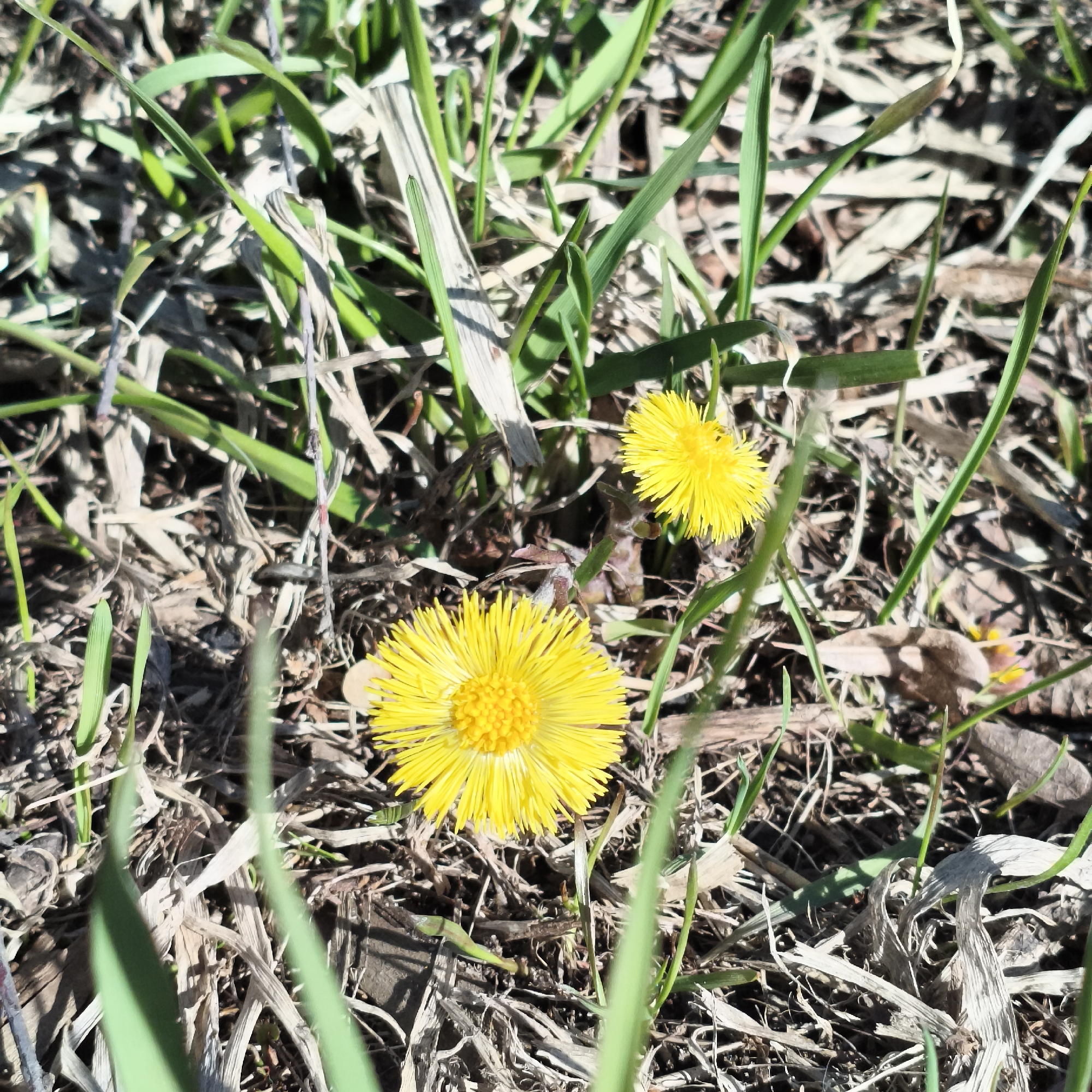 The image shows two yellow coltsfoot flowers (Tussilago farfara) growing amidst green grass and dry, brown plant debris. The flowers are in bloom, with bright yellow petals radiating from a central disk. The ground is a mixture of green grass and brown, dry plant matter, indicating a transitional period between seasons. The location is not specified, but the query mentions the city of Chaikovsky, Russia, which implies the photo might have been taken there. No people, specific actions, or interactions are visible in the image.