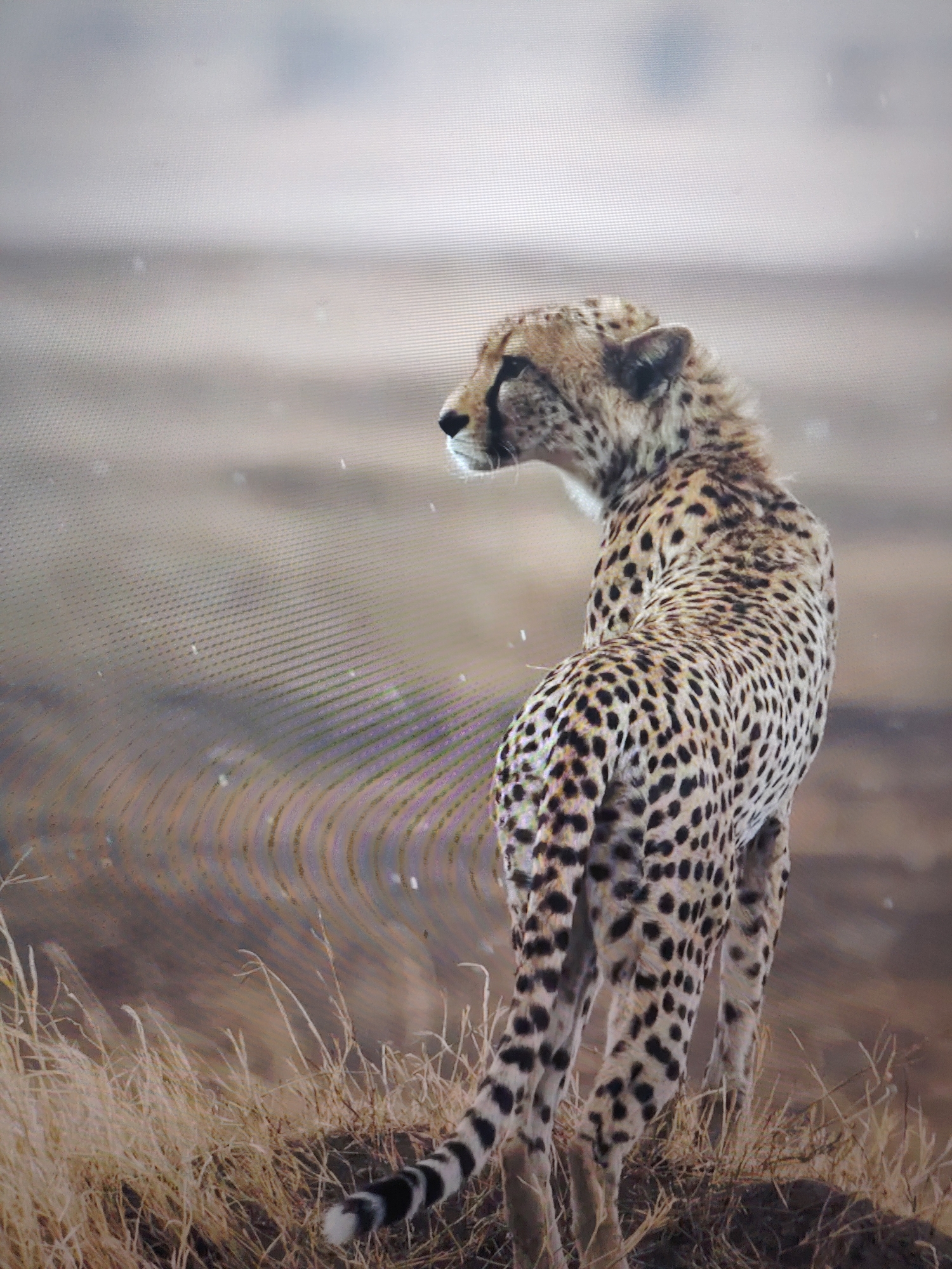 A cheetah stands in a field of tall, dry grass, looking over its shoulder towards the left. The background is a blurred landscape. The location appears to be a natural habitat, possibly in Africa.