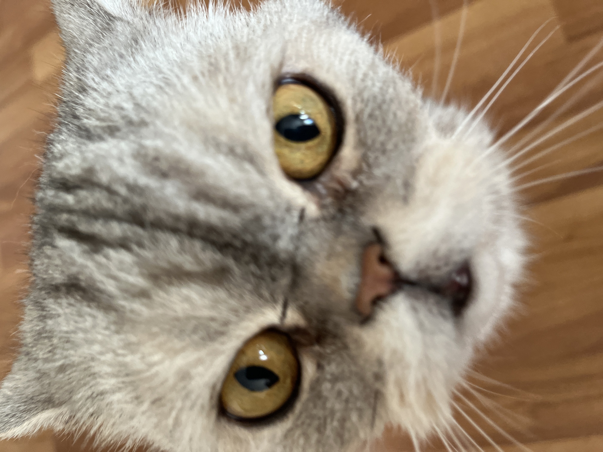 A very close-up, high-angle shot captures the face of a domestic cat, looking directly upwards towards the viewer. The cat's head is slightly tilted, giving a broad, frontal view of its features. Its fur is a blend of light grey and white, with subtle darker tabby-like stripes visible around its forehead, eyes, and cheeks. The most prominent features are its large, golden-yellow eyes, which have distinct black, elongated, vertical pupils that appear somewhat constricted. A small, soft pinkish-brown nose is visible at the center of its face. Numerous long, thin white whiskers fan out prominently from its muzzle on the right side of the frame. The background is out of focus but appears to be a warm-toned wooden surface, suggesting an indoor environment. The cat's expression conveys a sense of calm alertness or curiosity. There is no visible text in the image. The scene is likely taking place indoors in Chaikovsky, Russia.