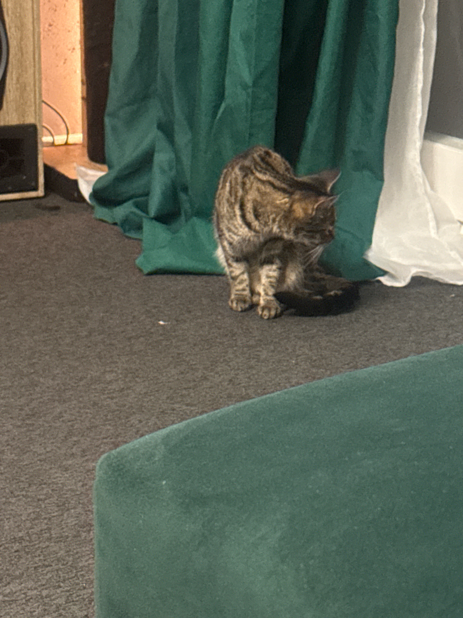 A tabby cat is sitting on a grey carpet in front of green curtains. The cat is facing to the right and appears to be grooming itself. To the left of the cat is a light-colored wooden object with a black speaker grill. In the background, the green curtains are gathered and draped. To the right of the cat is a white sheet or fabric. The overall environment appears to be indoors, possibly a living room or performance space. The location in the city of Gorzow, Poland cannot be determined from the provided image.