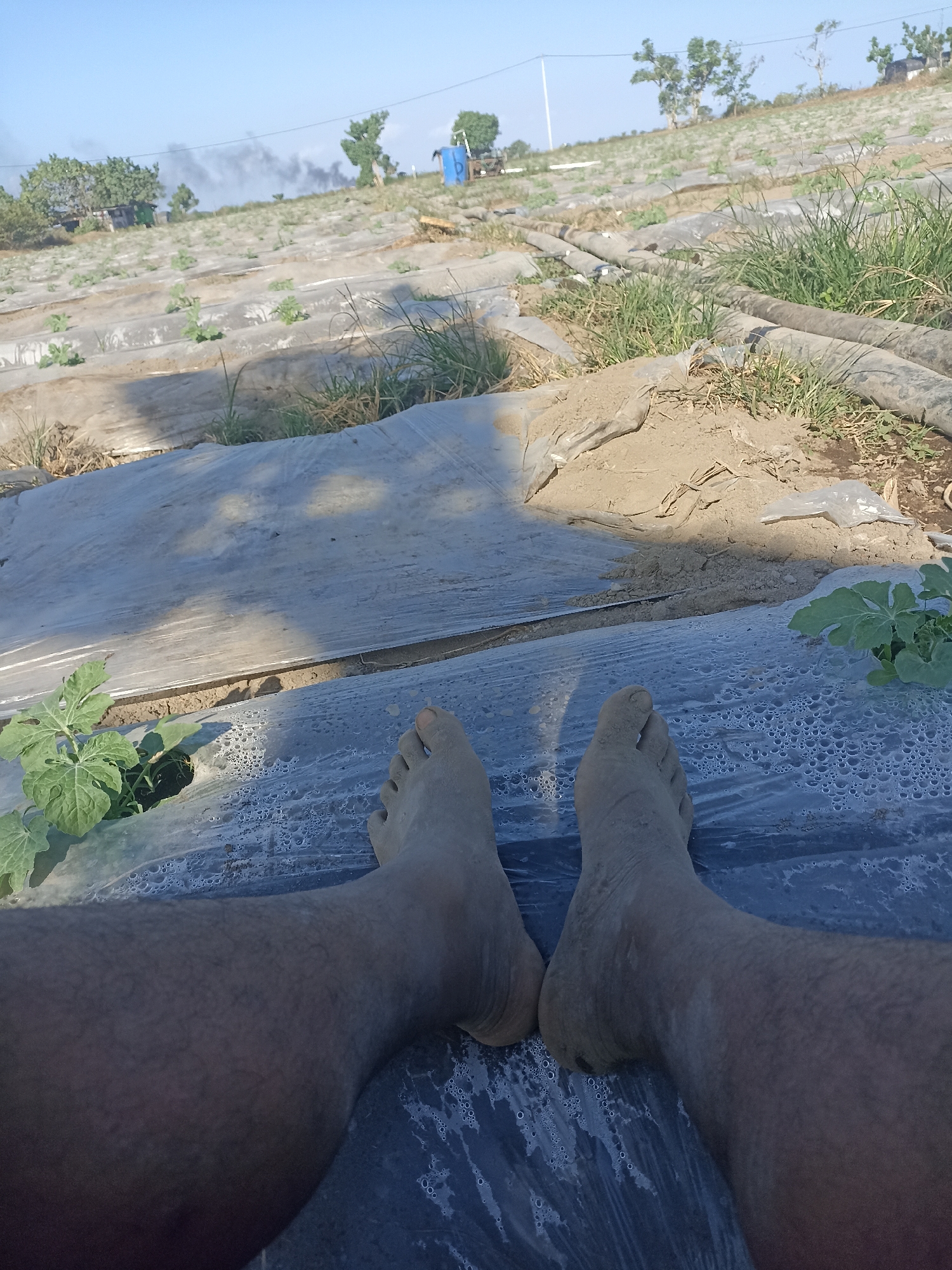 The image depicts a first-person perspective of someone's feet resting on black plastic sheeting in a field. The feet are covered in dirt. The surrounding environment appears to be an agricultural field with rows of plants covered in similar sheeting, some of which are sprouting small green leaves. In the background, there are mounds of soil, irrigation pipes, and distant trees. The sky is clear and blue. There is a blue barrel and a small structure in the distance, possibly indicating agricultural infrastructure. The scene suggests a rural or agricultural setting, likely in Pandanarum, Indonesia, given the context.