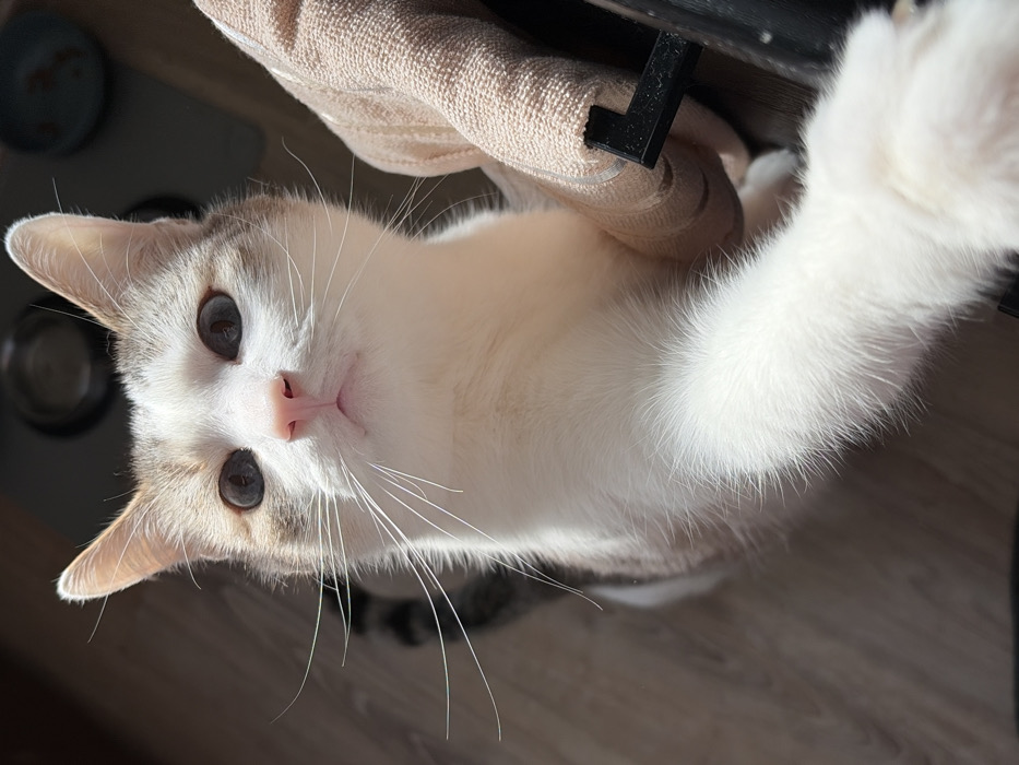 A domestic cat, predominantly white with light brown and grey patches on its head, ears, and back, is depicted in an indoor setting. The cat has blue eyes, a pink nose, and prominent white whiskers. Its head is oriented upwards and slightly to the left, with its gaze directed towards the viewer. The cat's front left paw is extended forward, making contact with a beige-colored, textured fabric-like object that incorporates a black, L-shaped plastic component at its base. The background is out of focus, showing a light-colored wooden or laminate floor on the left and indistinct dark shapes, possibly pet bowls, in the upper-right section. Bright light illuminates the subject from the upper-right. The specific location within Izhevsk, Russia, is not discernible from the visual information; the scene appears to be an interior residential space.
