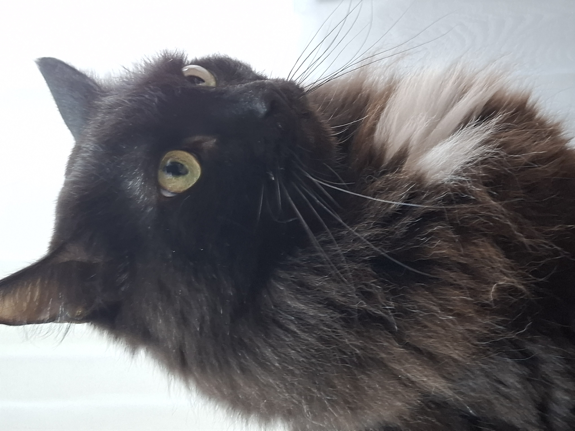 The image is a close-up of a black cat with green eyes. The cat has long fur, and some white fur is visible on its chest or neck. The cat's whiskers are long and prominent. The photo appears to have been taken indoors. There is no information to determine if it was taken in the city of Chaikovsky, Russia.