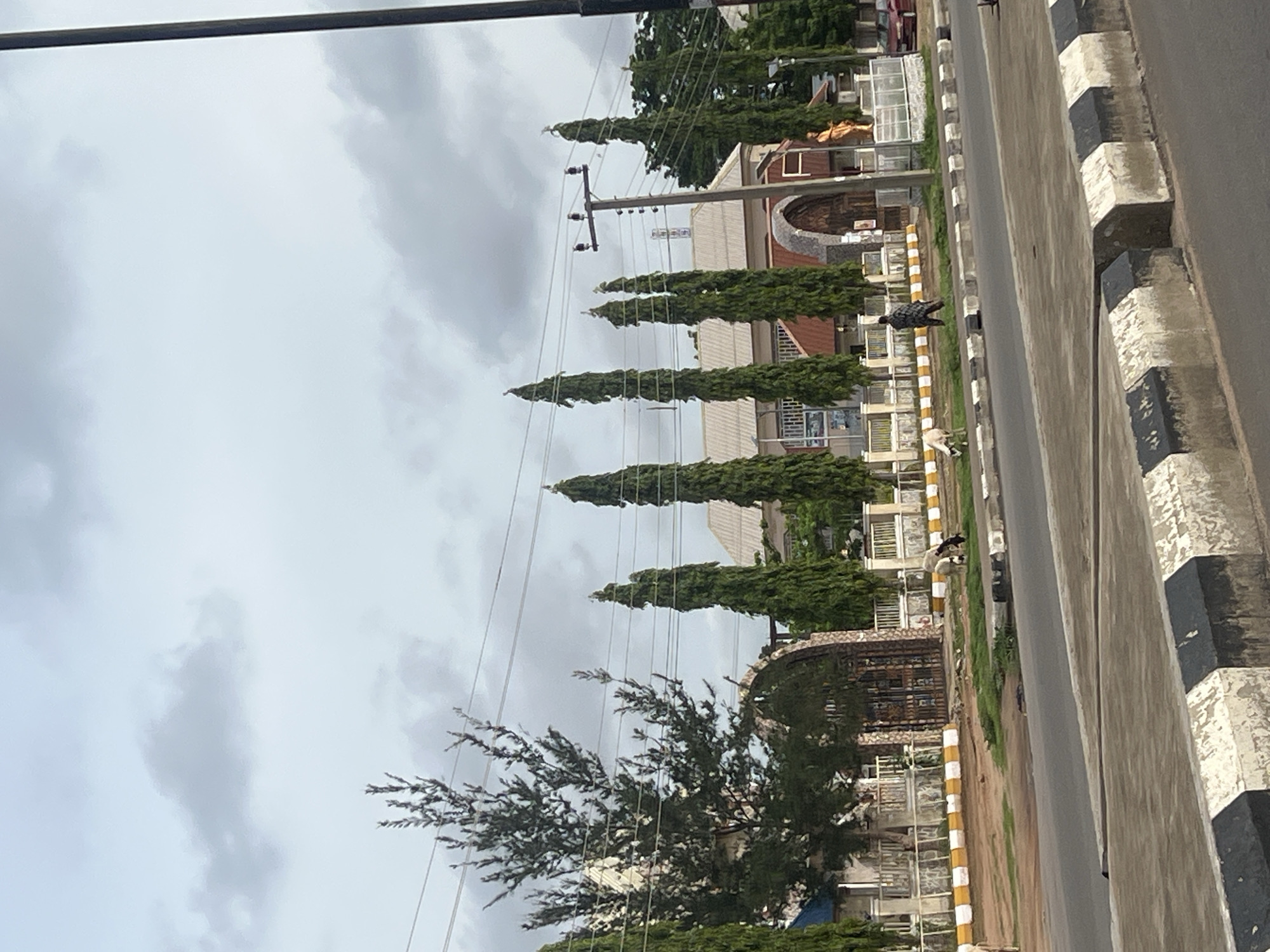 The image shows a street scene in Jalingo, Nigeria, with a building that appears to be a church on the right side of the frame. The sky is overcast with scattered clouds. In front of the building, there is a fence with ornate gates. Several tall, slender cypress trees are planted along the fence line. A person in a checkered shirt is walking near the fence, and two goats are grazing on the grassy area between the road and the fence. A statue of a person is visible to the right of the church entrance. The road in the foreground has a concrete barrier with black and white markings. A red car is parked on the right side of the road, further down from the church. Power lines are strung across the scene.