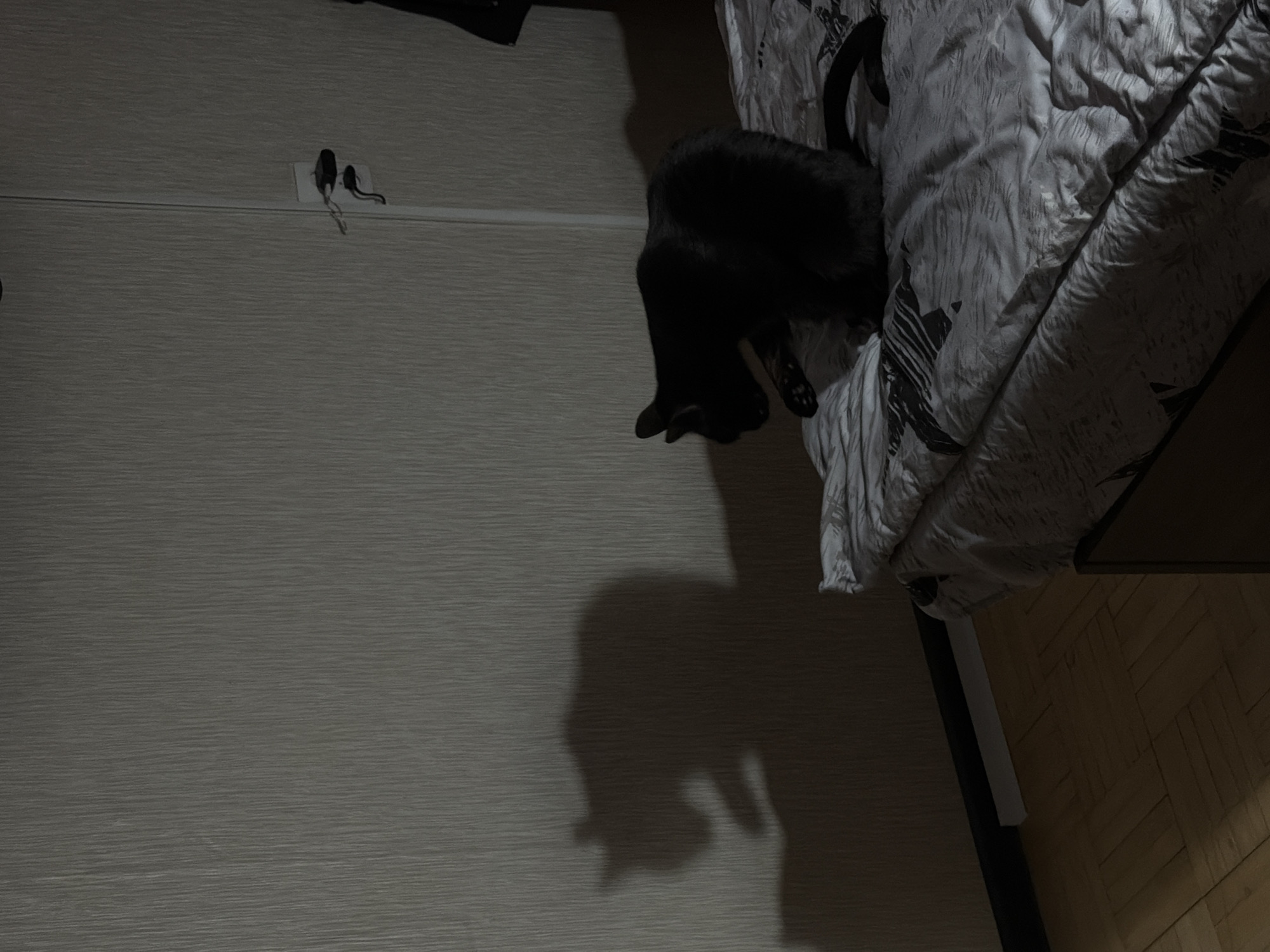 A black cat is perched on the edge of a bed with a gray and black patterned comforter. The bed sits against a gray, paneled wall with electrical outlets. The shadow of the cat is cast on the wall. A wooden floor is visible in the lower right corner. The location is not discernible.