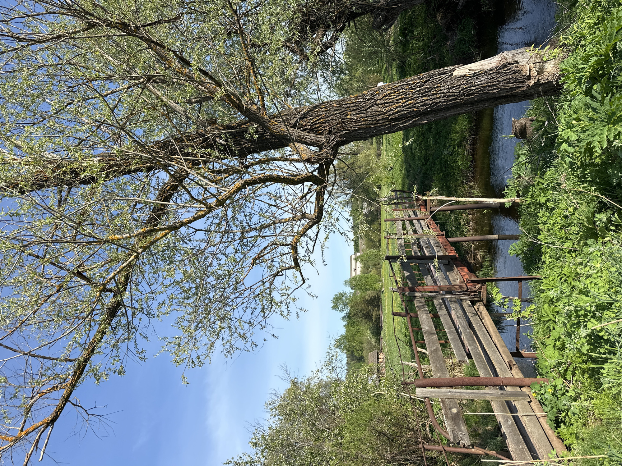 The image shows a rural scene, likely taken in or near Альняш, Russia, given the prompt's location information. A tree with budding leaves occupies the left side of the frame. Its trunk extends horizontally over a stream. A dilapidated wooden footbridge spans the stream. The background includes fields, trees, and buildings, suggesting a countryside setting. The sky is blue with sparse clouds. Vegetation grows along the stream banks. The overall impression is of a somewhat overgrown, rustic landscape.
