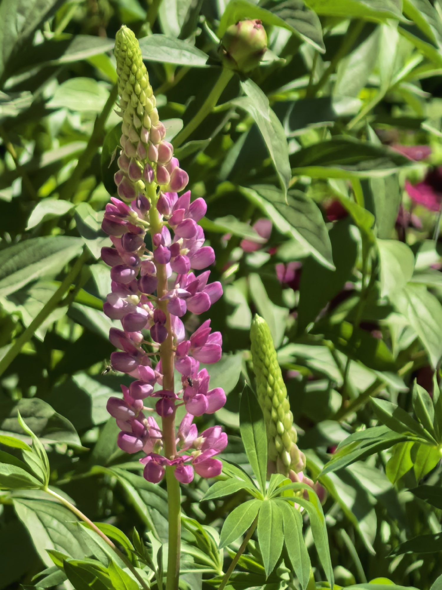 The image shows a close-up of a lupine flower stalk with pink and lavender blossoms, alongside another lupine stalk with unopened green buds, surrounded by green foliage. The location is not discernible from the image. There are no people visible. The subjects are the lupine flowers and surrounding foliage. The objects include flower stalks, buds, and leaves. The interaction is that of the lupine plant growing in its natural environment. The environment consists of green foliage and sunlight.