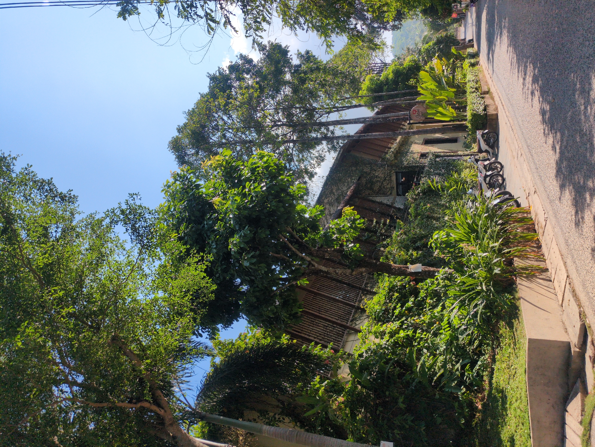 The image captures a scene along a road in Phú Quốc, Vietnam. The roadside is lined with a lush array of vegetation, including various trees, shrubs, and tropical plants. A building, partly obscured by foliage, is visible behind the vegetation. The road itself is paved and appears to be moderately traveled. No individuals are discernible in the frame. The sky is blue, indicating a clear day.