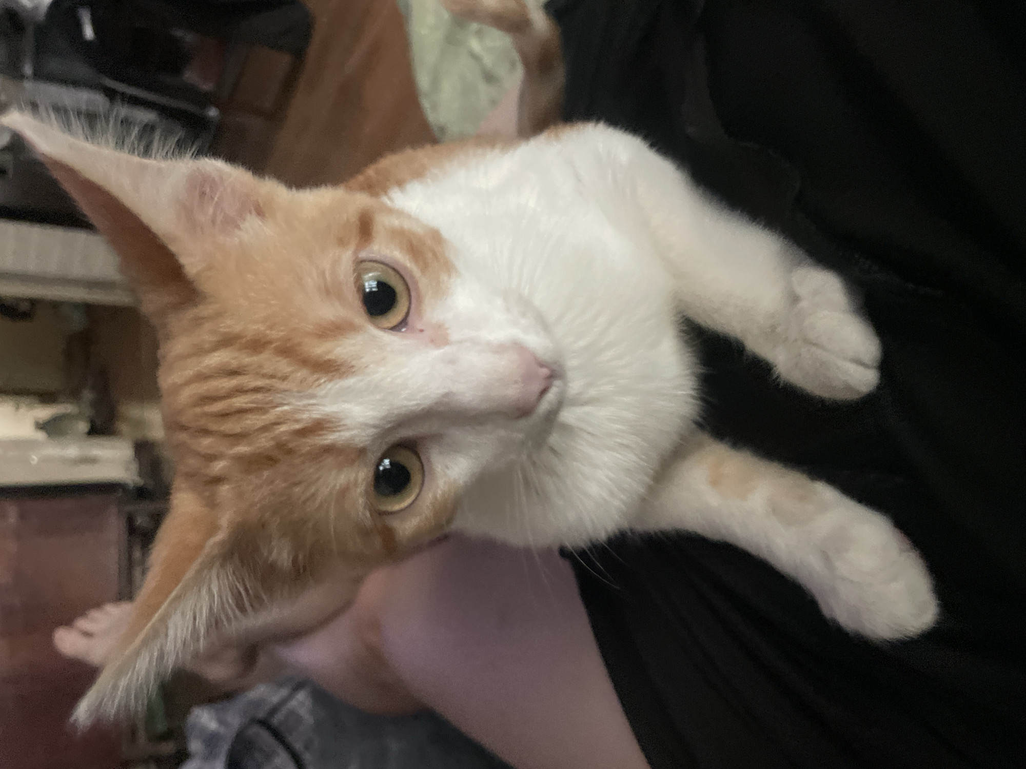 A young, orange and white tabby kitten is pictured from a close-up perspective, looking directly at the camera. The kitten's fur is short, with distinctive orange stripes on its head and back, and white on its chest and face. Its large, expressive eyes are amber-colored. The kitten is positioned on what appears to be black fabric, possibly clothing or a blanket. In the background, out of focus, a person's bare legs and feet are visible, suggesting the kitten is being held or is resting on someone. Hints of furniture and a room interior are also visible in the blurred background, indicating an indoor setting. The image was taken in a domestic environment within the city of Aktau, Kazakhstan.