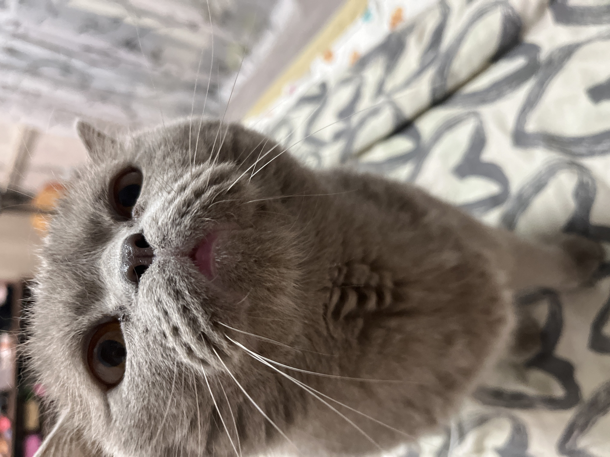 A gray cat with copper eyes is looking directly at the camera. The cat is on a patterned white and gray bedding. The photo is taken at a close-up angle, focusing on the cat's face. The background is blurred. There is no information about the location in the city of Chaikovsky, Russia, in the image.