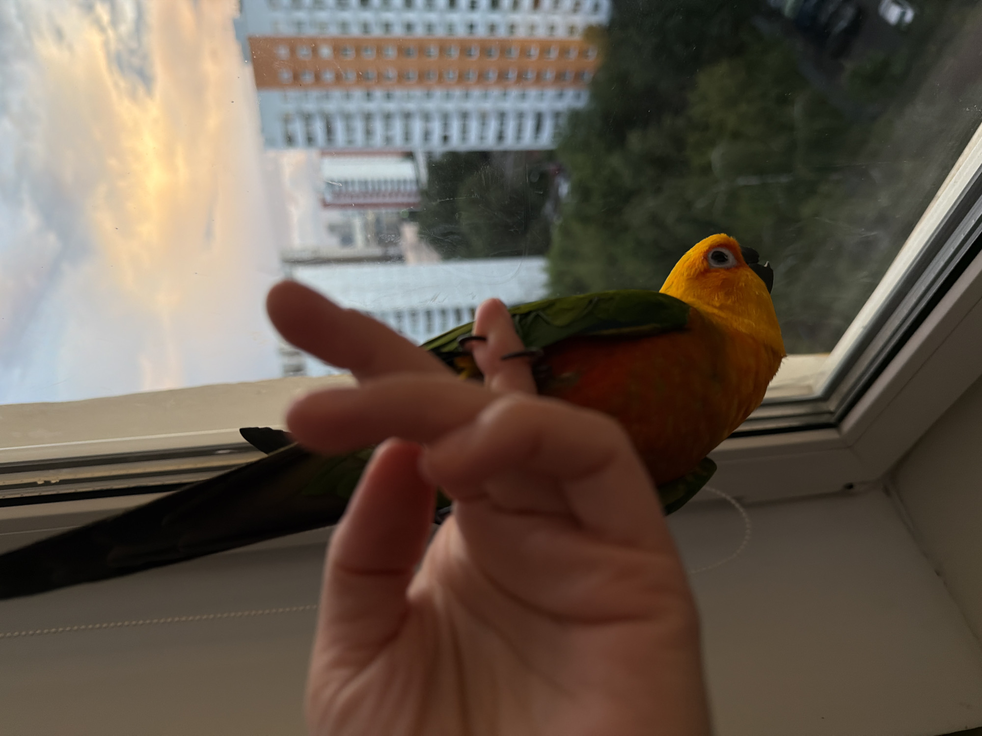 A close-up, high-angle shot shows a Sun Conure parrot, primarily yellow and orange with green accents, perched on a person's finger. The parrot is hanging upside down with its feet gripping the finger, its head facing right. The background reveals a view from a window, looking out onto a cityscape with apartment buildings and trees. The sky above is filled with dramatic clouds lit by the setting sun, casting a warm, orange glow. The window frame and a portion of a white wall are visible in the foreground. The scene appears to be captured from a residential building in Khimki, Russia, likely during sunset, given the light and cloud formations.