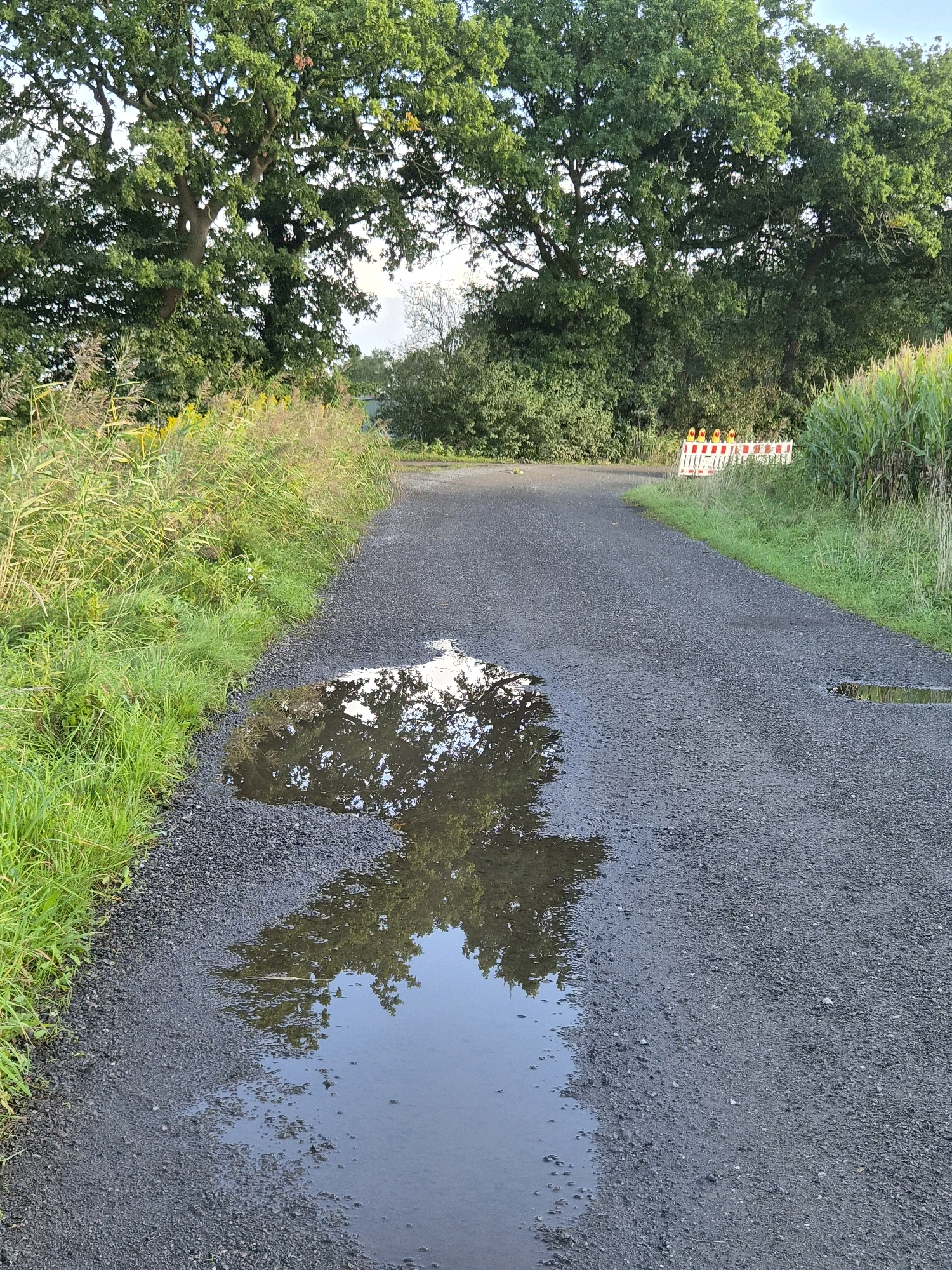 The image depicts a narrow, unpaved road in Schiffdorf, Germany, bordered by lush green grass and reeds on the left and corn stalks on the right. The road surface is covered in dark gravel. A large puddle of water on the road reflects the trees and sky. In the distance, a section of the road is blocked by a white and red striped barrier with yellow traffic cones. The overall scene suggests a rural or semi-rural setting, possibly a private access road or a minor public pathway. The lighting indicates it is daytime, likely late afternoon or early evening.