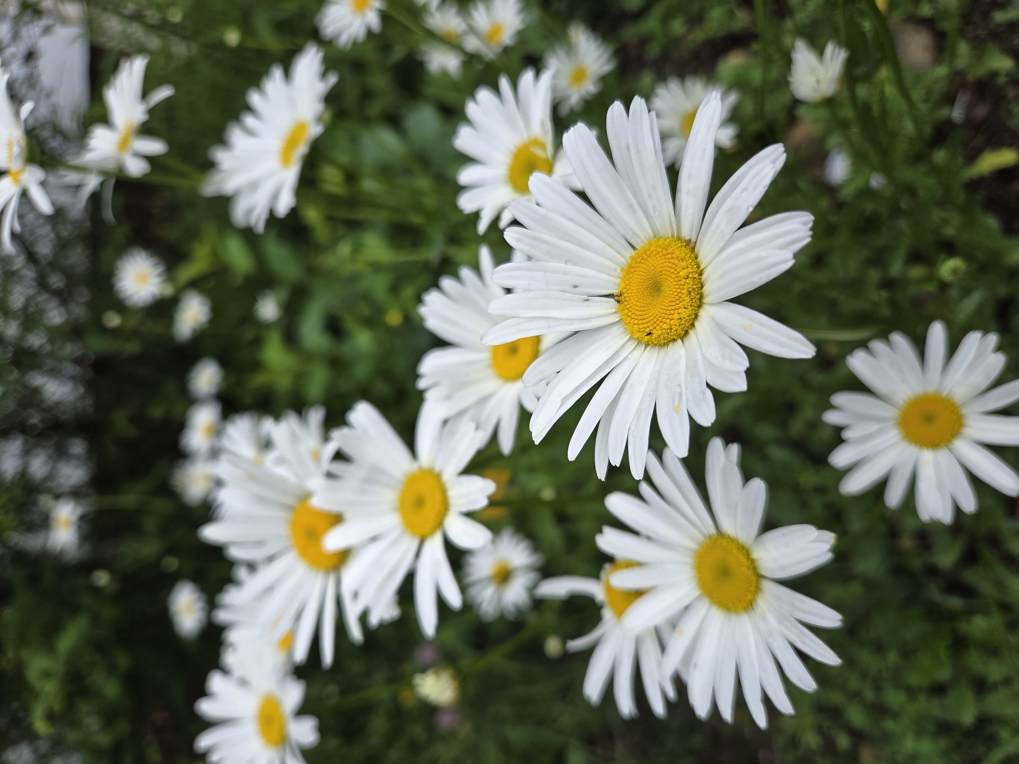 A close-up, eye-level shot captures a cluster of white daisy flowers with bright yellow centers. The foreground features several daisies in sharp focus, showcasing their delicate white petals and textured yellow cores. In the background, more daisies are visible, some blurred and out of focus, interspersed with lush green foliage. The scene is reminiscent of a garden or meadow. There is no indication of specific location within Birobidzhan, Russia. The image contains no people or any discernible actions or interactions.