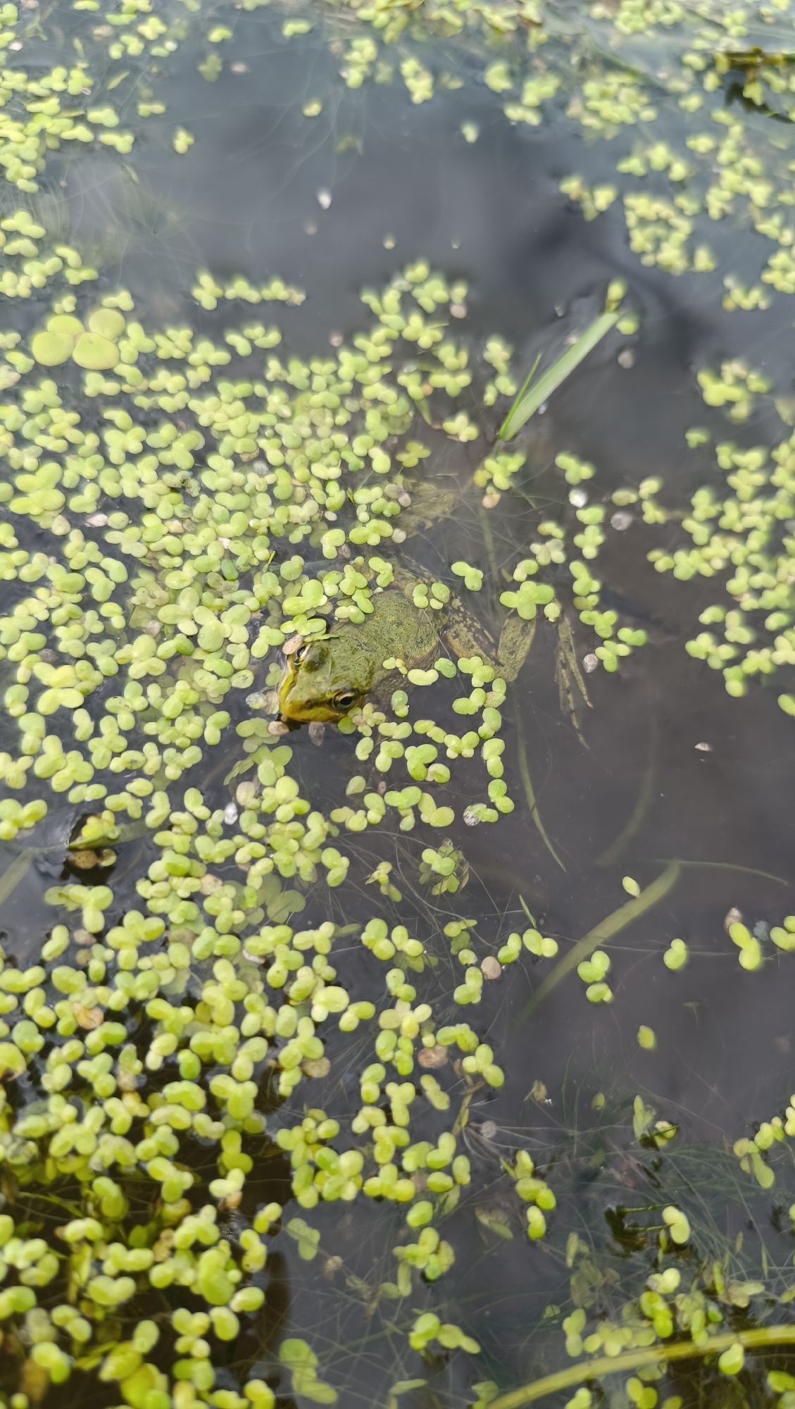 A frog is submerged in dark water, surrounded by a dense covering of small, light-green aquatic plants. The frog's head and upper body are visible, with its eyes and snout breaking the surface. The water is murky, with some submerged vegetation and light reflections. This scene is located in the city of Karsha, Russia.