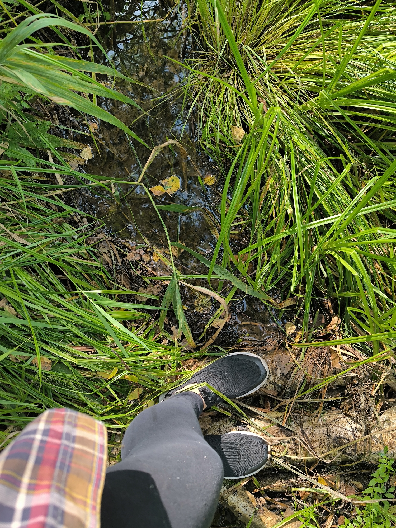 A first-person perspective shot shows a person standing next to a small body of water, possibly a puddle or a slow-moving stream. The water is murky and reflects some of the surrounding vegetation. Tall, green grasses with some yellowing interspersed dominate the scene, growing densely around the water and on a fallen log in the foreground. The person is wearing black athletic shoes and dark leggings, with a plaid-patterned garment visible on the left side of the frame. The log appears to be partially submerged in the water and is covered in moss and debris. The overall environment suggests a natural, possibly swampy or marshy area. The location is described as being in the city of Maiskii, Russia.