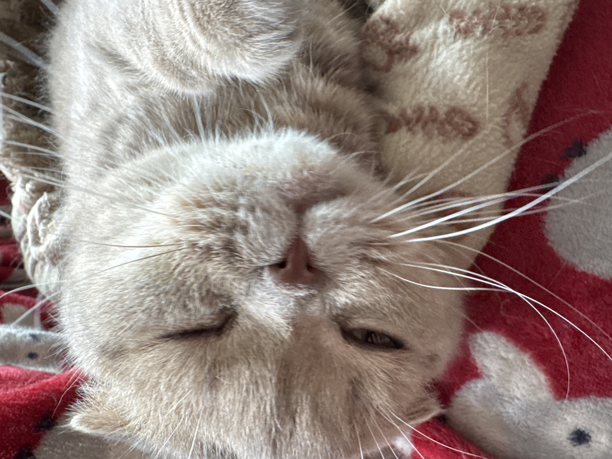 A close-up, high-angle shot shows a light brown and cream colored cat with folded ears lying on a red and white patterned blanket. The cat's left eye is open and appears dark brown, while its right eye is mostly closed, giving the impression of a wink. The cat's nose is pinkish-brown, and long white whiskers extend from its face. The blanket has a repeating pattern of white hearts with brown outlines and possibly other small, indistinct shapes on a red background. The lighting suggests an indoor environment.
