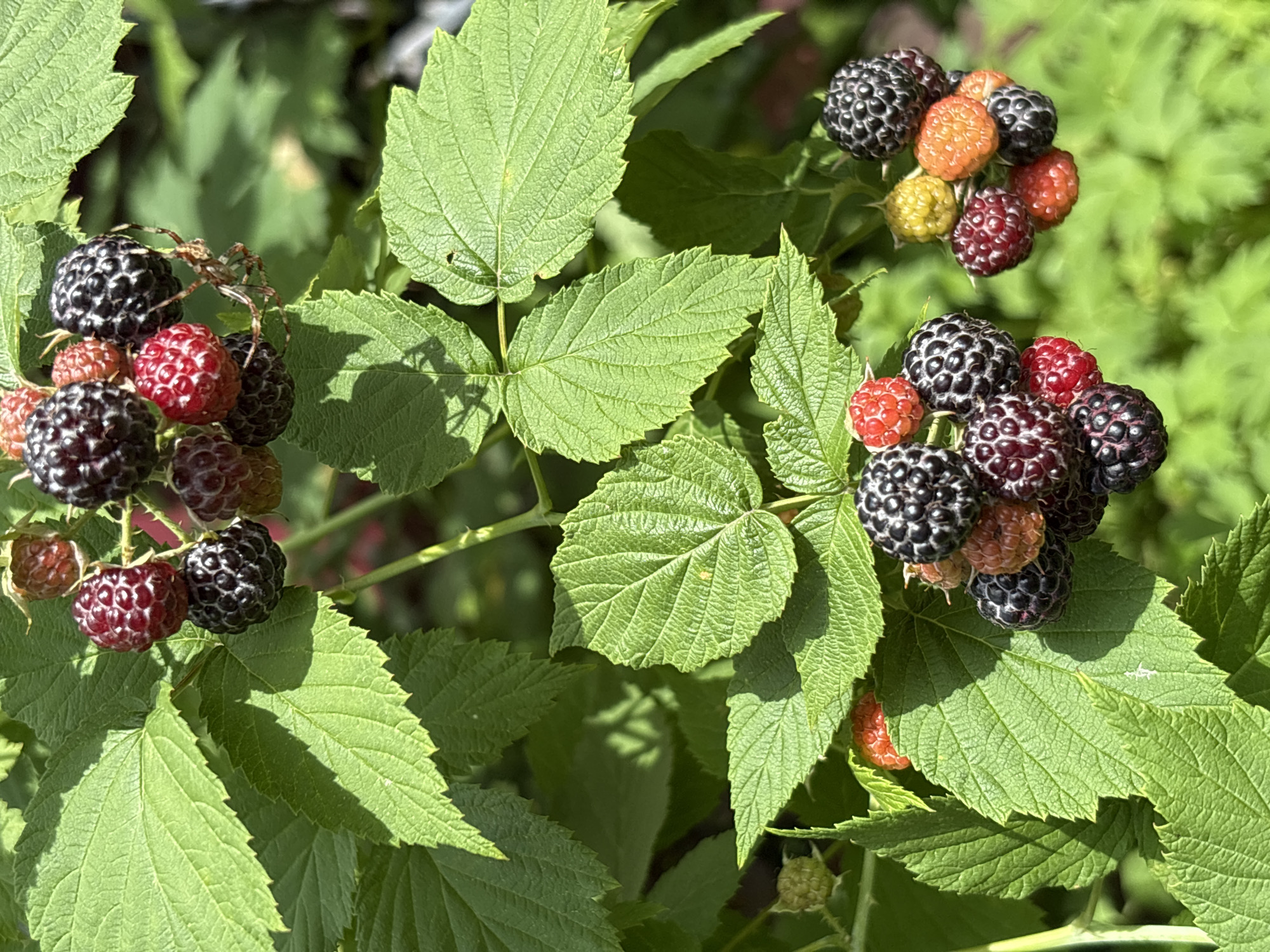 The image shows a close-up of black raspberry bushes with clusters of ripe and ripening berries. The leaves are a vibrant green and appear healthy. Some berries are dark purple-black, indicating ripeness, while others are in various stages of development, showing shades of red and even yellow. The background is a blur of green foliage, suggesting an outdoor setting. The lighting suggests it is daytime, with sunlight casting shadows on the leaves. No people, structures, or urban elements are visible, implying the scene is in a natural or garden environment. There is no information in the image to indicate a specific location within the city of Кордово, Russia.