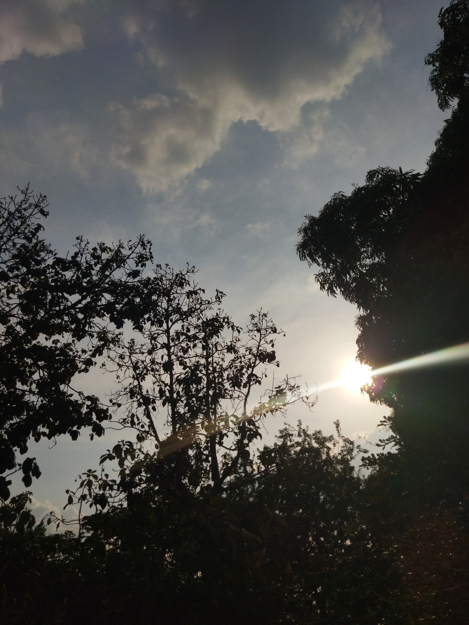 The image shows a view looking up through trees towards a partially cloudy sky. The sun is visible, partially obscured by the trees, creating lens flare. The location is Tinaquillo, Venezuela.
