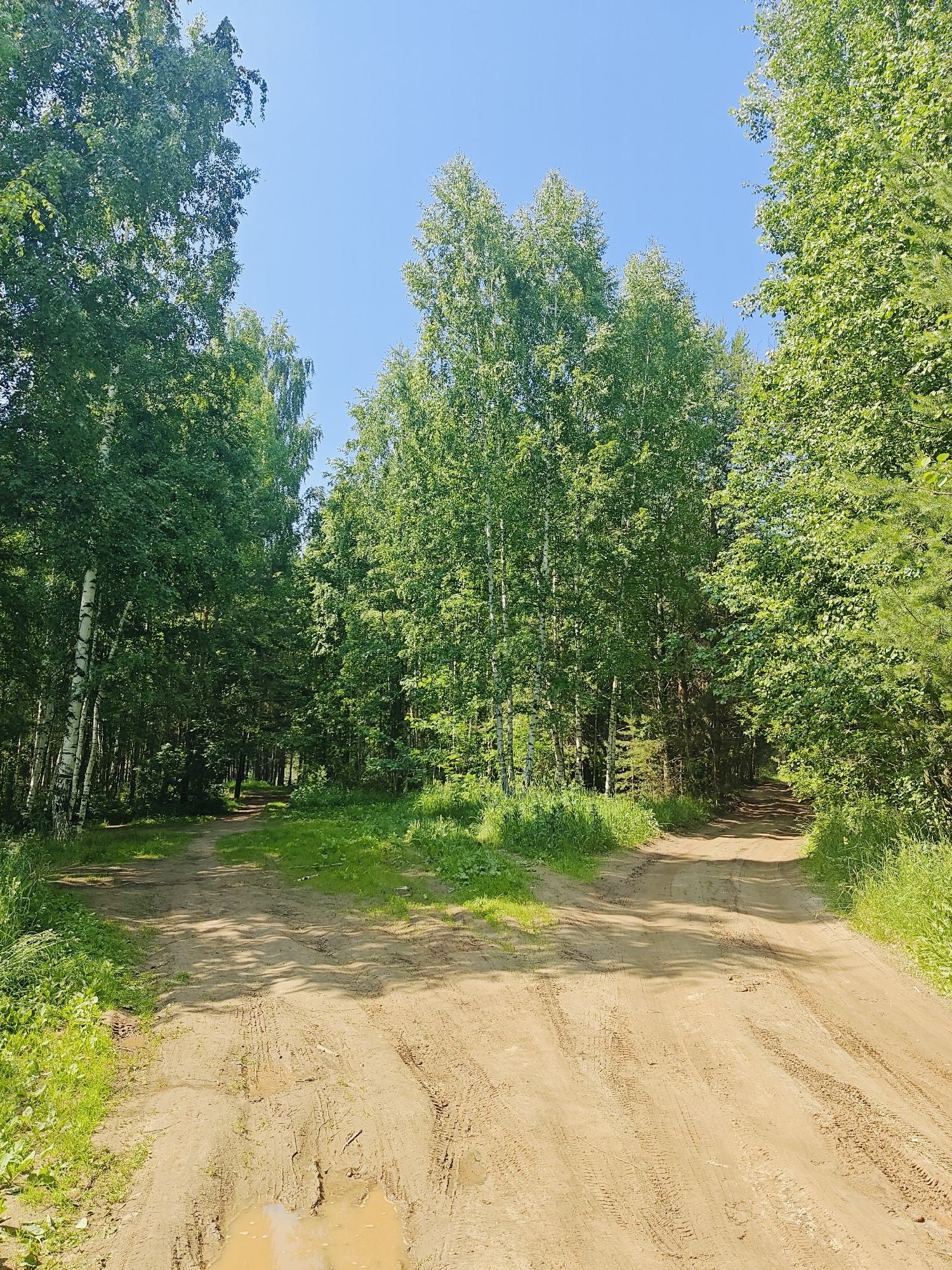 The image shows a dirt road forking in a forest, with lush green trees lining both paths. The road is a light brown color and shows tire tracks, indicating it is used by vehicles. There is a puddle of muddy water on the left fork, suggesting recent rain. The sky is a clear, bright blue. The scene is peaceful and natural, with no people or animals visible. The location is the city of Chaikovsky, Russia, known for its abundant forests and natural landscapes.